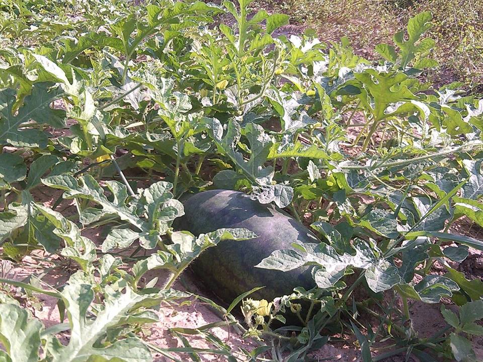 พัฒนาการจังหวัดยโสธร เยี่ยมชมแปลงแตงโมปลอดสารพิษ ณ ตำบลลุมพุก อ.คำเขื่อนแก้ว