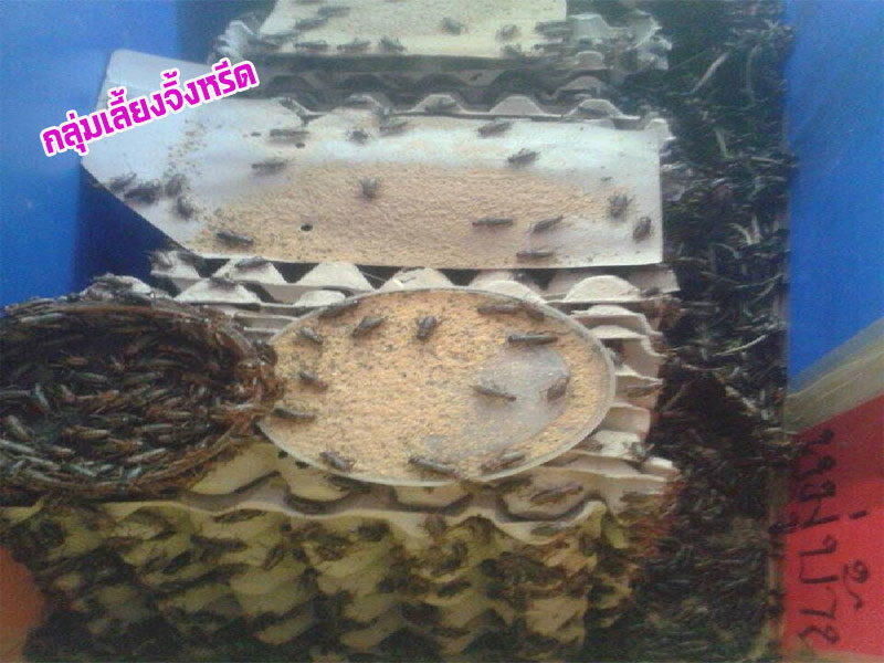 พิธีเปิดงานสัปดาห์วัสถาปนาจังหวัดยโสธรครบ 44 ปี และงานกาชาด จังหวัดยโสธร ประจำปี 2559