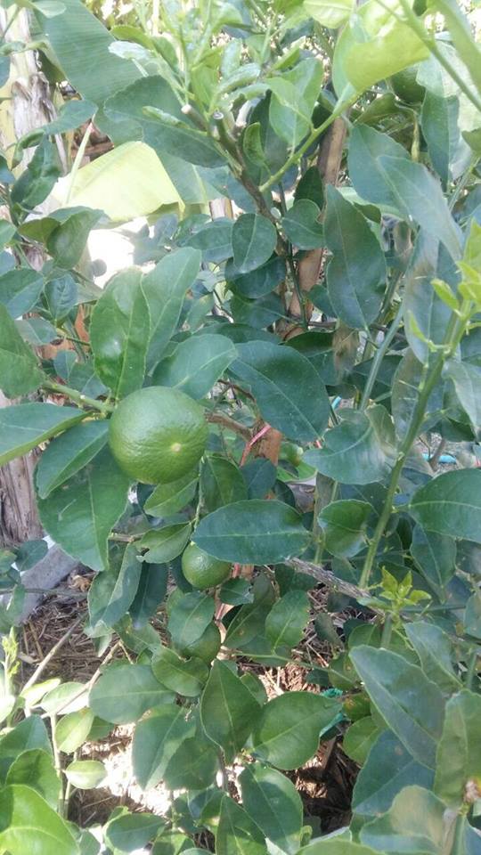 ทีมนิเทศข้อมูลพื้นฐาน จากกรมการพัฒนาชุมชน ลงพื้นที่ ตรวจติดตามการจัดเก็บข้อมูลพื้นฐาน ชุมชนหลังศาล ในเขตเทศบาลเมืองยโสธร