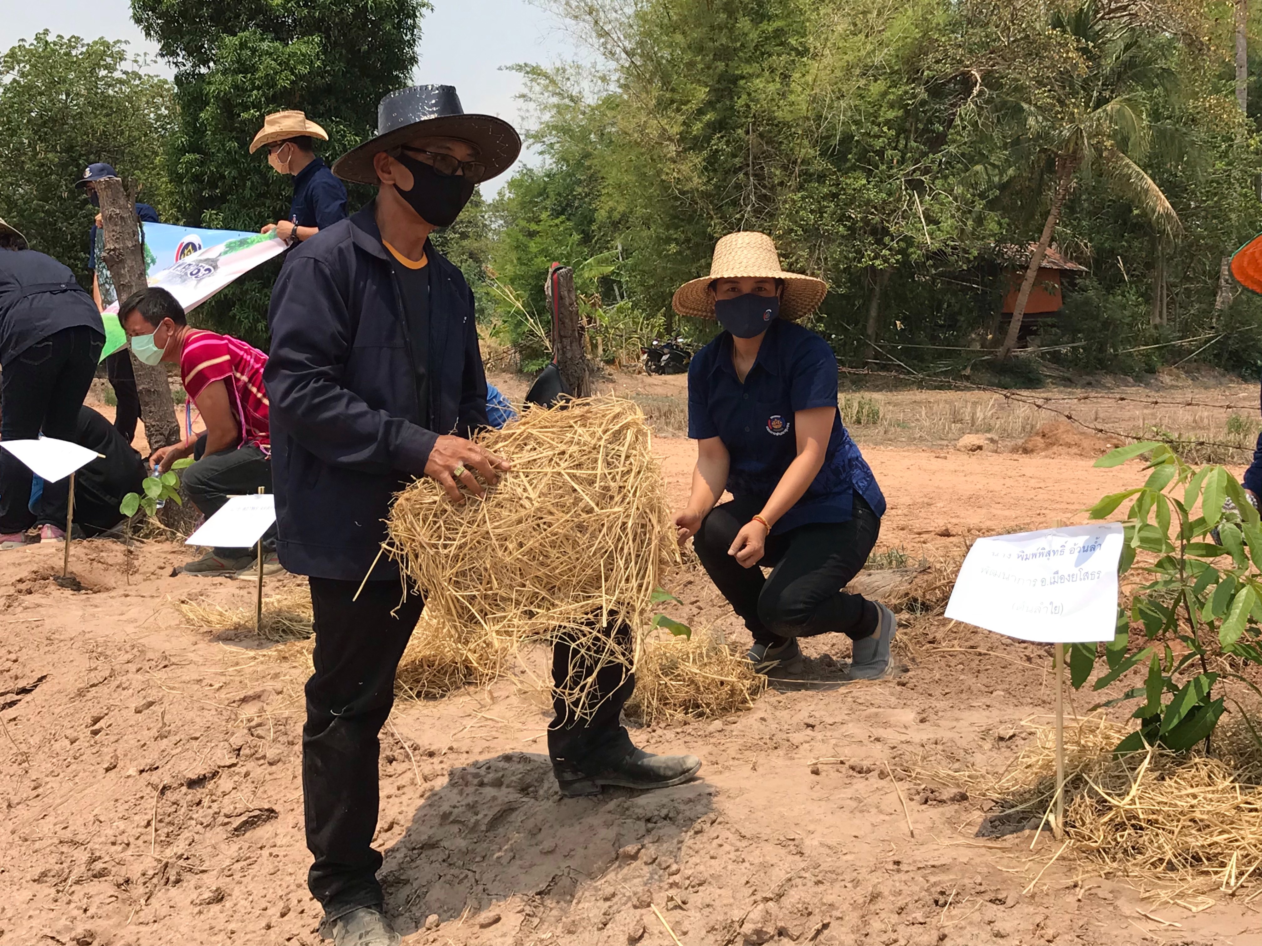 ยโสธร…เอามื้อ สามัคคี ตามโครงการ โคก หนอง นา โมเดล ณ แปลงนาต้นแบบ นางธีรนุช มะปรางค์