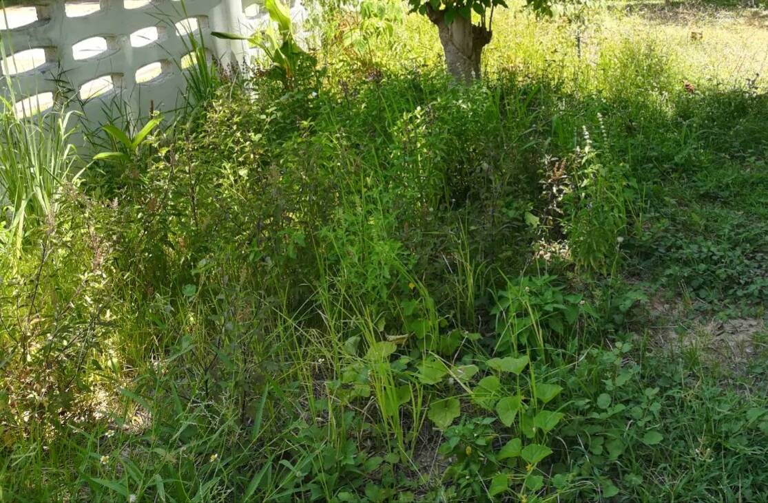 พช.ยโสธร…ตรวจเยี่ยม/เยี่ยมชม การปลูกผักสวนครัว ณ บ้านพักนายอำเภอคำเขื่อนแก้ว จ.ยโสธร