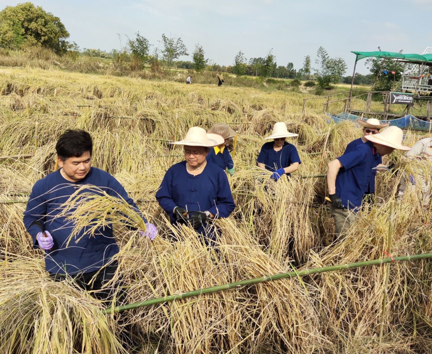 พจ.ยโสธร ร่วมกิจกรรมลงเคียว เกี่ยวข้าว ปี 2563