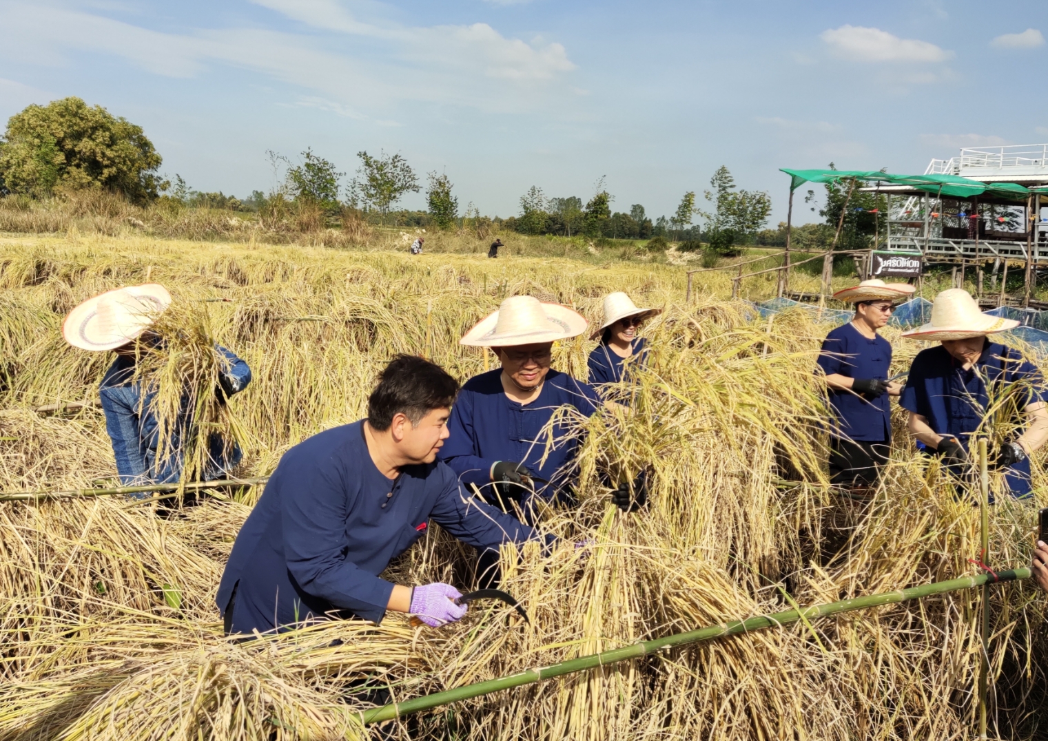 พจ.ยโสธร ร่วมกิจกรรมลงเคียว เกี่ยวข้าว ปี 2563
