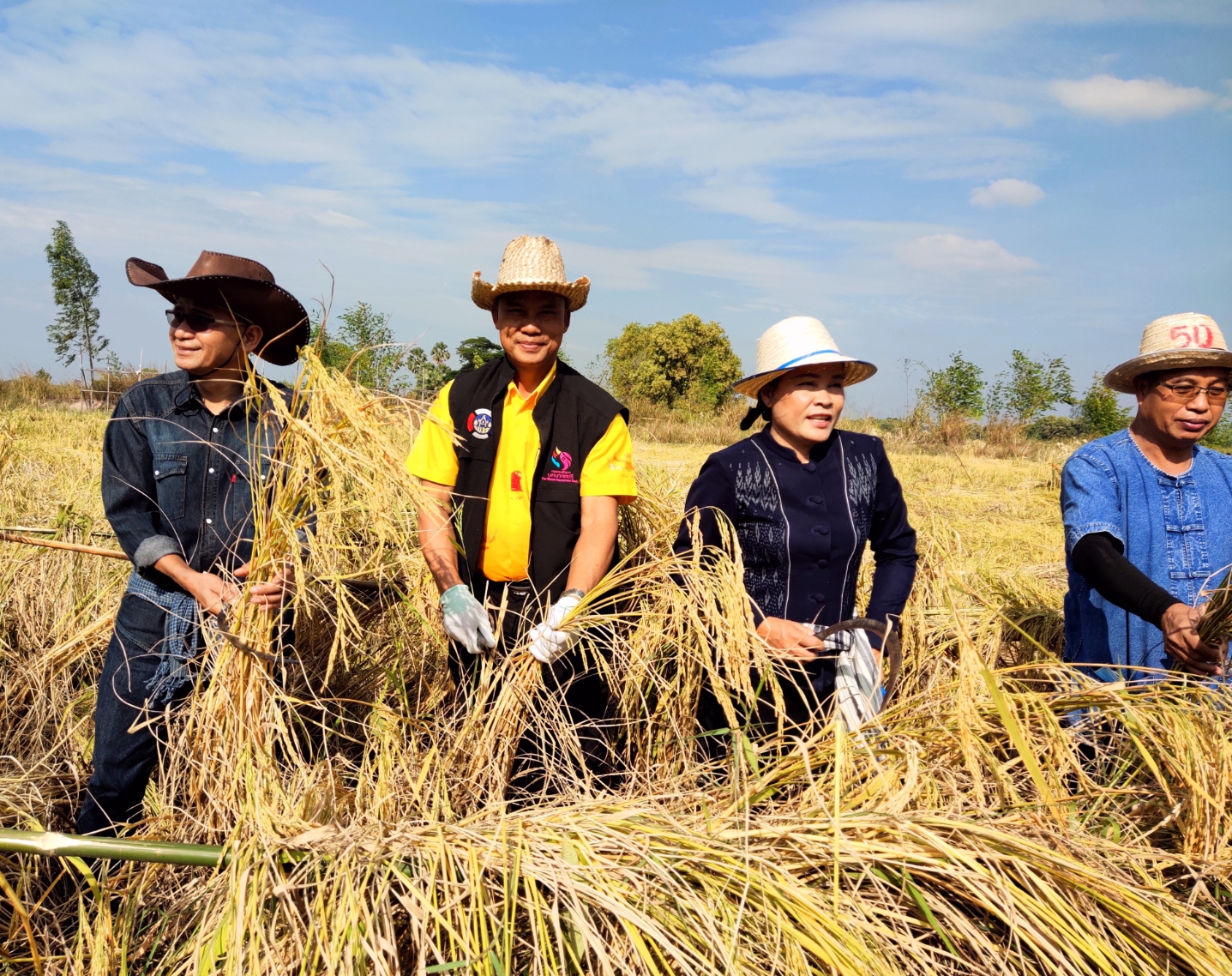 พจ.ยโสธร ร่วมกิจกรรมลงเคียว เกี่ยวข้าว ปี 2563