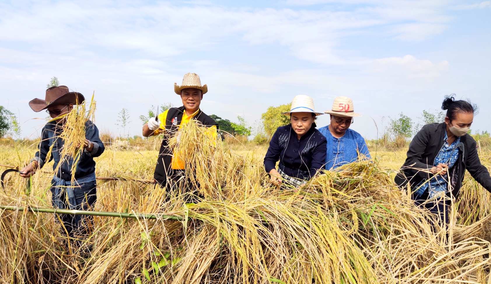 พจ.ยโสธร ร่วมกิจกรรมลงเคียว เกี่ยวข้าว ปี 2563