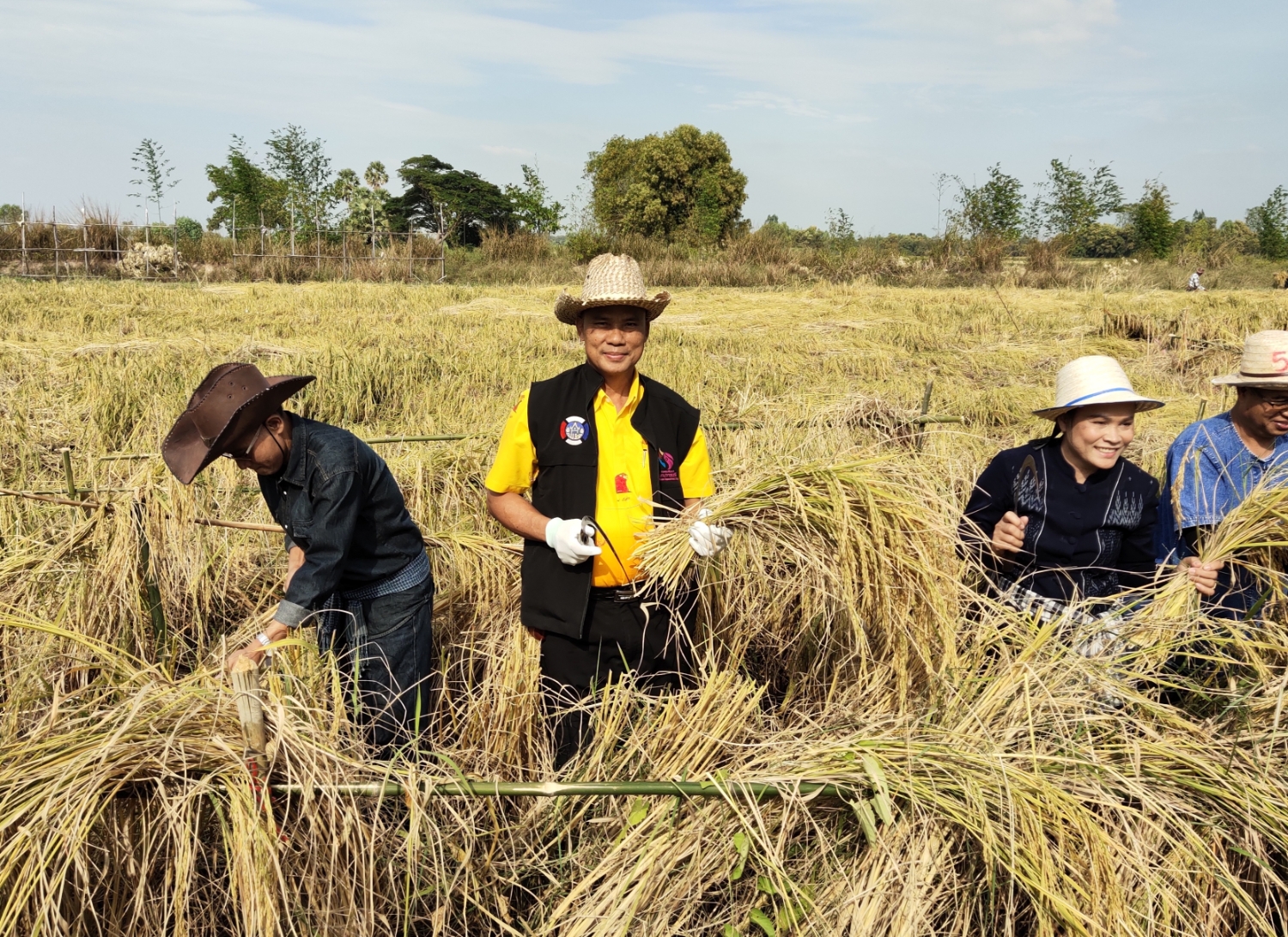 พจ.ยโสธร ร่วมกิจกรรมลงเคียว เกี่ยวข้าว ปี 2563