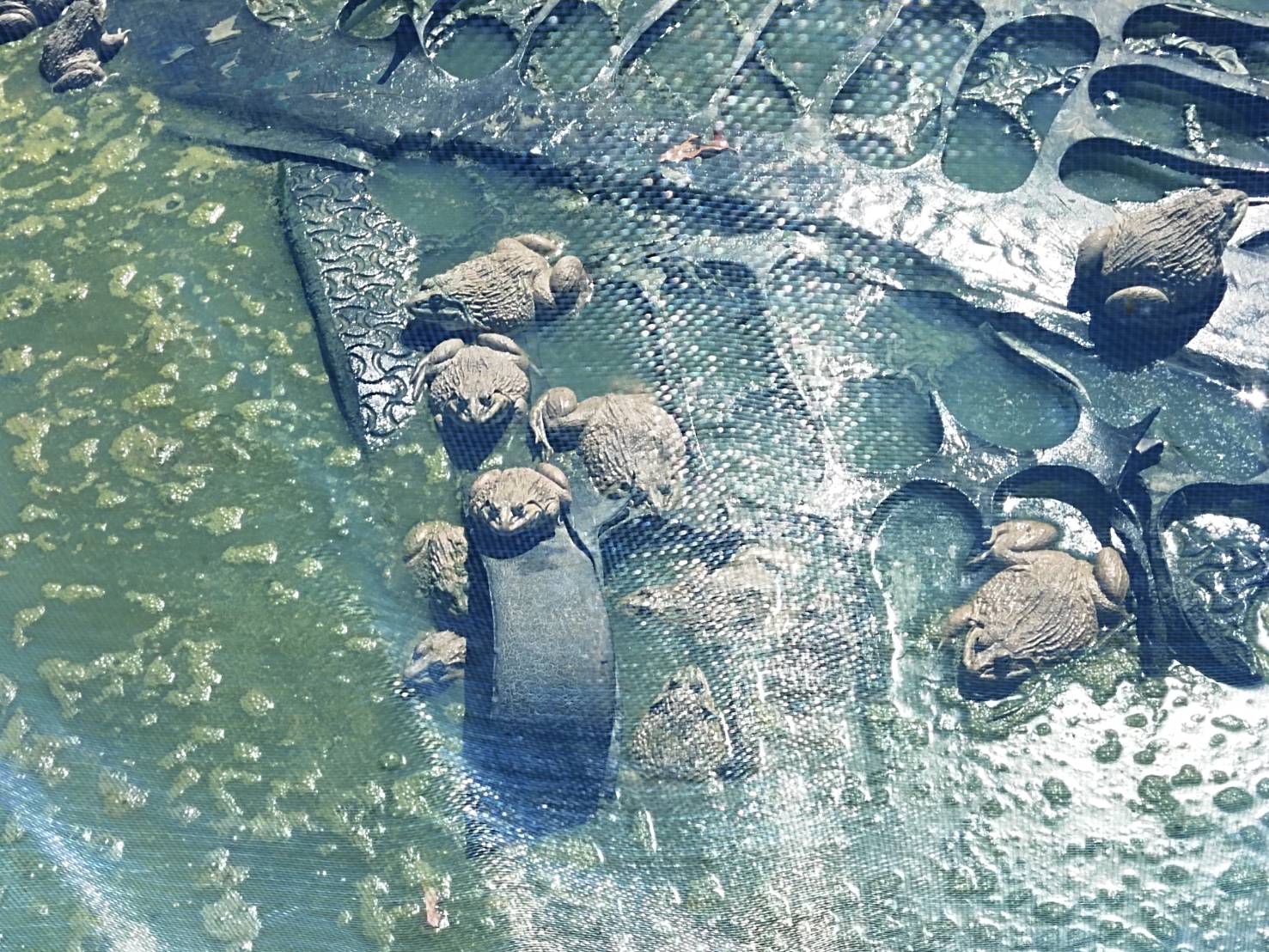 พจ.ยโสธร ลงพื้นที่อำเภอค้อวัง เพื่อติดตามการดำเนินงานและร่วม พบปะ ให้คำแนะนำ ในการขับเคลื่อนโครงการ “โคก หนอง นา โมเดล”