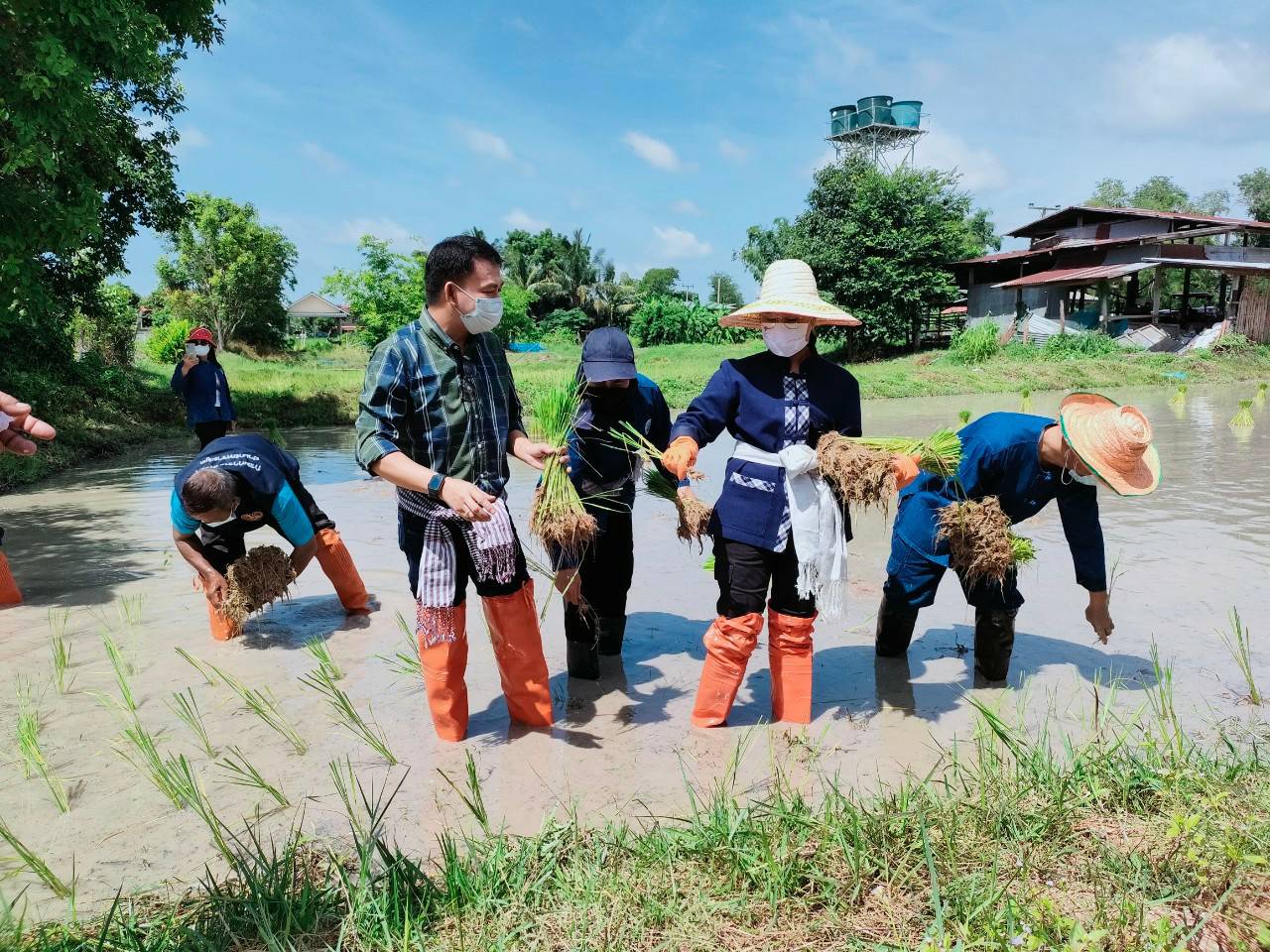 “ลงแขกดำนาอินทรีย์ เอามื้อสามัคคี “โคก หนอง นา พช.”