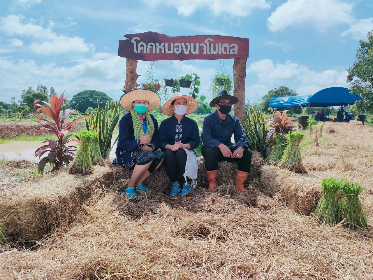 “ลงแขกดำนาอินทรีย์ เอามื้อสามัคคี “โคก หนอง นา พช.”