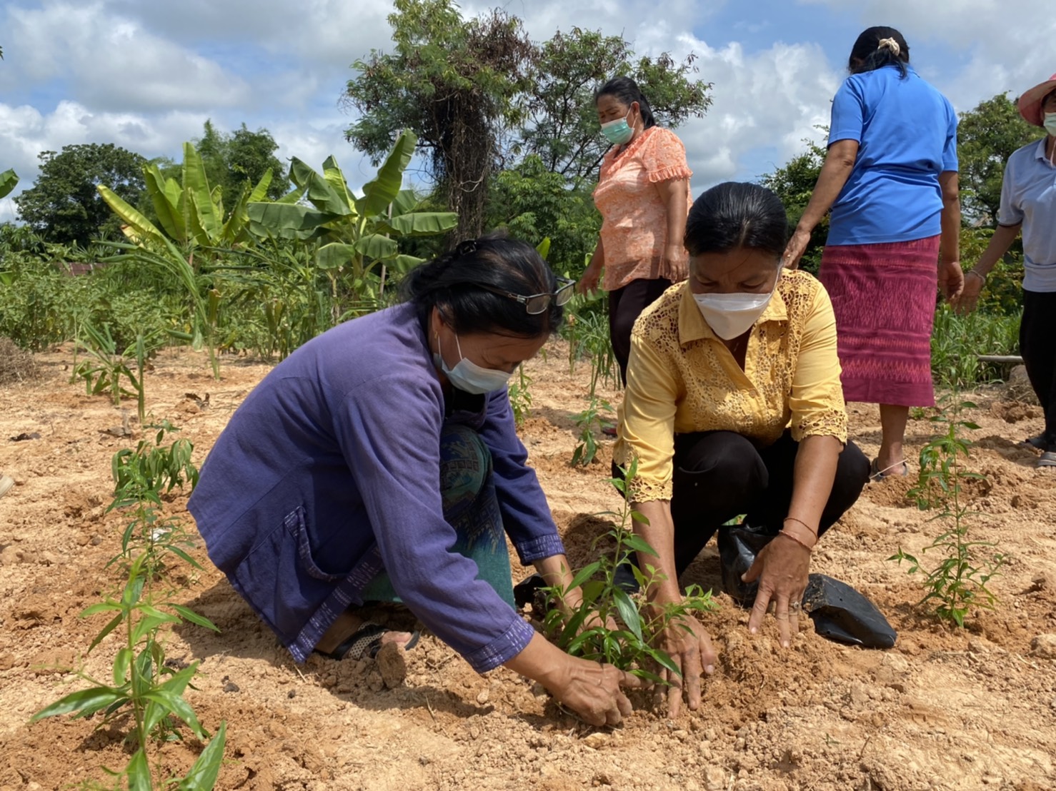 (diamond)(diamond)พช.ยโสธร ร่วมกับกองทุนแม่ของแผ่นดินบ้านแดง หมู่ที่ 17 “ปลูกฟ้าทะลายโจร…ปลูกเดือนแม่ เก็บเดือนพ่อ” ประจำปี 2564(diamond)(diamond)  (heart doodle)(heart doodle) วันที่ 31 สิงหาคม 2564 เวลา 09.00 น. นายพนม สิงห์สาย พัฒนาการจังหวัดยโสธร มอบหมายให้ นายสุรชัย แดนพิบูลย์ ผู้อำนวยการกลุ่มงานสารสนเทศการพัฒนาชุมชน พร้อมด้วย นางสาวอารยา ประจวบสุข นักวิชาการพัฒนาชุมชนชำนาญการ กลุ่มงานสารสนเทศการพัฒนาชุมชน ร่วมกับ สำนักงาน ป.ป.ส. ภาค 3 และสำนักงานพัฒนาชุมชนอำเภอกุดชุม ดำเนินกิจกรรม “ปลูกฟ้าทะลายโจร…ปลูกเดือนแม่ เก็บเดือนพ่อ” ประจำปี 2564 ณ บ้านแดง หมู่ที่ 17 ตำบลโพนงาม อำเภอกุดชุม จังหวัดยโสธร   (notepad) (notepad)  ในการนี้คณะกรรมการกองทุนแม่ของแผ่นดินได้ร่วมกันปลูกฟ้าทะลายโจร จำนวน 36 ต้น และพืชสมุนไพร อาทิเช่น ขิง ข่า ตะไคร้ ขมิ้น ฯลฯ เพื่อเป็นการเฉลิมพระเกียรติ เนื่องในโอกาสวันเฉลิมพระชนมพรรษา สมเด็จพระนางเจ้าสิริกิติ์ พระบรมราชินีนาถ พระบรมราชชนนีพันปีหลวง และเพื่อเสริมสร้างและรักษาความเข้มแข็งในการป้องกันและแก้ไขปัญหายาเสพติดของหมู่บ้าน/ชุมชน อีกทั้งยังเป็นการพัฒนาคุณภาพชีวิต ส่งเสริมอาชีพ และพัฒนาความเข้มแข็งของประชาชน ครอบครัว และชุมชนให้ปลอดภัยจากปัญหายาเสพติดและปัญหาการแพร่ระบาดของโรคติดเชื้อไวรัสโคโรนา 2019 (COVID-19) โดยมีคณะกรรมการกองทุนแม่ของแผ่นดินบ้านแดง และชาวบ้านแดงร่วมกิจกรรมในครั้งนี้   ??ทั้งนี้ ได้ดำเนินการตามมาตรการการป้องกันการแพร่เชื้อของไวรัสโควิด-19 และตามประกาศจังหวัดยโสธร   ??เป้าหมายการพัฒนาจังหวัดยโสธร : ยโสธรเมืองเกษตรอินทรีย์ เมืองแห่งวิถีอีสาน@ 250 ปี ฮุ่งเฮืองเมืองยศ☘️☘️  ? เศรษฐกิจฐานรากมั่นคงและชุมชนพึ่งตนเองได้ภายในปี 2565 ? Change for Good?   #โคกหนองนา #โคกหนองนาโมเดล #WorldSoilDay #GlobalSoilPartnership #UNFAO #CDD #SEPtoSDGs #SDGforAll@Kmitl #พัฒนาชุมชนจังหวัดยโสธร #กรมการพัฒนาชุมชน  ? ? อารยา ประจวบสุข สพจ.ยโสธร ติดตามข่าวสารเพิ่มเติมได้ที่ Facebook สำนักงานพัฒนาชุมชนจังหวัดยโสธร ? เว็บไซต์สำนักงานพัฒนาชุมชนจังหวัดยโสธร https://yasothon.cdd.go.th