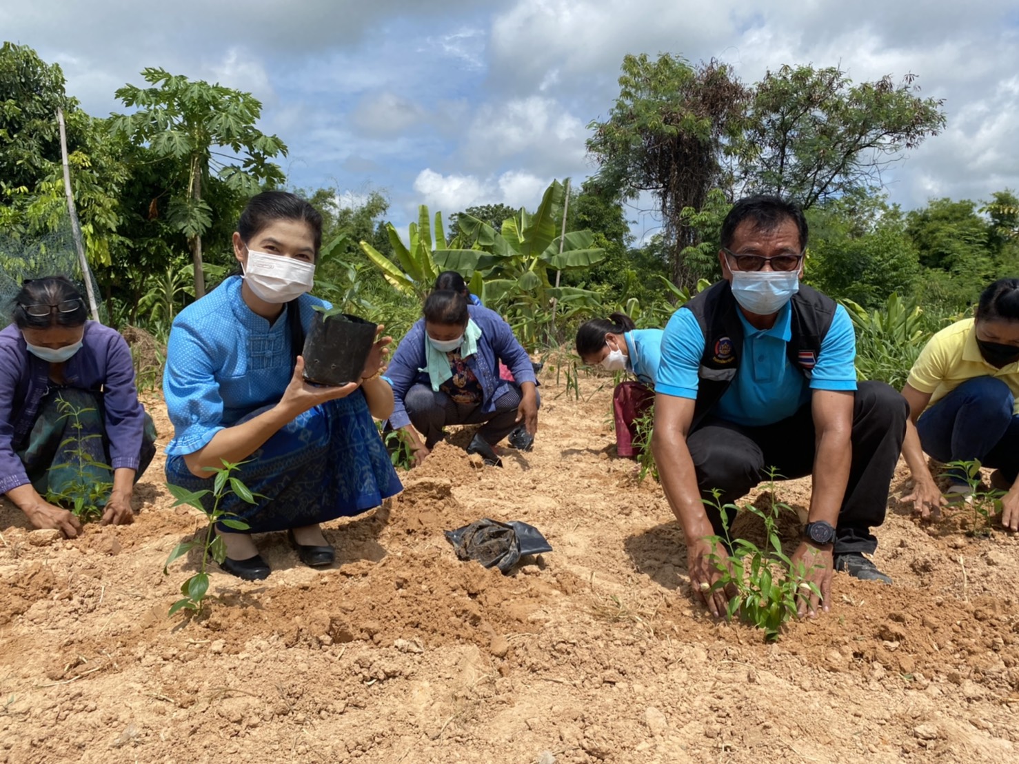 (diamond)(diamond)พช.ยโสธร ร่วมกับกองทุนแม่ของแผ่นดินบ้านแดง หมู่ที่ 17 “ปลูกฟ้าทะลายโจร…ปลูกเดือนแม่ เก็บเดือนพ่อ” ประจำปี 2564(diamond)(diamond)  (heart doodle)(heart doodle) วันที่ 31 สิงหาคม 2564 เวลา 09.00 น. นายพนม สิงห์สาย พัฒนาการจังหวัดยโสธร มอบหมายให้ นายสุรชัย แดนพิบูลย์ ผู้อำนวยการกลุ่มงานสารสนเทศการพัฒนาชุมชน พร้อมด้วย นางสาวอารยา ประจวบสุข นักวิชาการพัฒนาชุมชนชำนาญการ กลุ่มงานสารสนเทศการพัฒนาชุมชน ร่วมกับ สำนักงาน ป.ป.ส. ภาค 3 และสำนักงานพัฒนาชุมชนอำเภอกุดชุม ดำเนินกิจกรรม “ปลูกฟ้าทะลายโจร…ปลูกเดือนแม่ เก็บเดือนพ่อ” ประจำปี 2564 ณ บ้านแดง หมู่ที่ 17 ตำบลโพนงาม อำเภอกุดชุม จังหวัดยโสธร   (notepad) (notepad)  ในการนี้คณะกรรมการกองทุนแม่ของแผ่นดินได้ร่วมกันปลูกฟ้าทะลายโจร จำนวน 36 ต้น และพืชสมุนไพร อาทิเช่น ขิง ข่า ตะไคร้ ขมิ้น ฯลฯ เพื่อเป็นการเฉลิมพระเกียรติ เนื่องในโอกาสวันเฉลิมพระชนมพรรษา สมเด็จพระนางเจ้าสิริกิติ์ พระบรมราชินีนาถ พระบรมราชชนนีพันปีหลวง และเพื่อเสริมสร้างและรักษาความเข้มแข็งในการป้องกันและแก้ไขปัญหายาเสพติดของหมู่บ้าน/ชุมชน อีกทั้งยังเป็นการพัฒนาคุณภาพชีวิต ส่งเสริมอาชีพ และพัฒนาความเข้มแข็งของประชาชน ครอบครัว และชุมชนให้ปลอดภัยจากปัญหายาเสพติดและปัญหาการแพร่ระบาดของโรคติดเชื้อไวรัสโคโรนา 2019 (COVID-19) โดยมีคณะกรรมการกองทุนแม่ของแผ่นดินบ้านแดง และชาวบ้านแดงร่วมกิจกรรมในครั้งนี้   ??ทั้งนี้ ได้ดำเนินการตามมาตรการการป้องกันการแพร่เชื้อของไวรัสโควิด-19 และตามประกาศจังหวัดยโสธร   ??เป้าหมายการพัฒนาจังหวัดยโสธร : ยโสธรเมืองเกษตรอินทรีย์ เมืองแห่งวิถีอีสาน@ 250 ปี ฮุ่งเฮืองเมืองยศ☘️☘️  ? เศรษฐกิจฐานรากมั่นคงและชุมชนพึ่งตนเองได้ภายในปี 2565 ? Change for Good?   #โคกหนองนา #โคกหนองนาโมเดล #WorldSoilDay #GlobalSoilPartnership #UNFAO #CDD #SEPtoSDGs #SDGforAll@Kmitl #พัฒนาชุมชนจังหวัดยโสธร #กรมการพัฒนาชุมชน  ? ? อารยา ประจวบสุข สพจ.ยโสธร ติดตามข่าวสารเพิ่มเติมได้ที่ Facebook สำนักงานพัฒนาชุมชนจังหวัดยโสธร ? เว็บไซต์สำนักงานพัฒนาชุมชนจังหวัดยโสธร https://yasothon.cdd.go.th