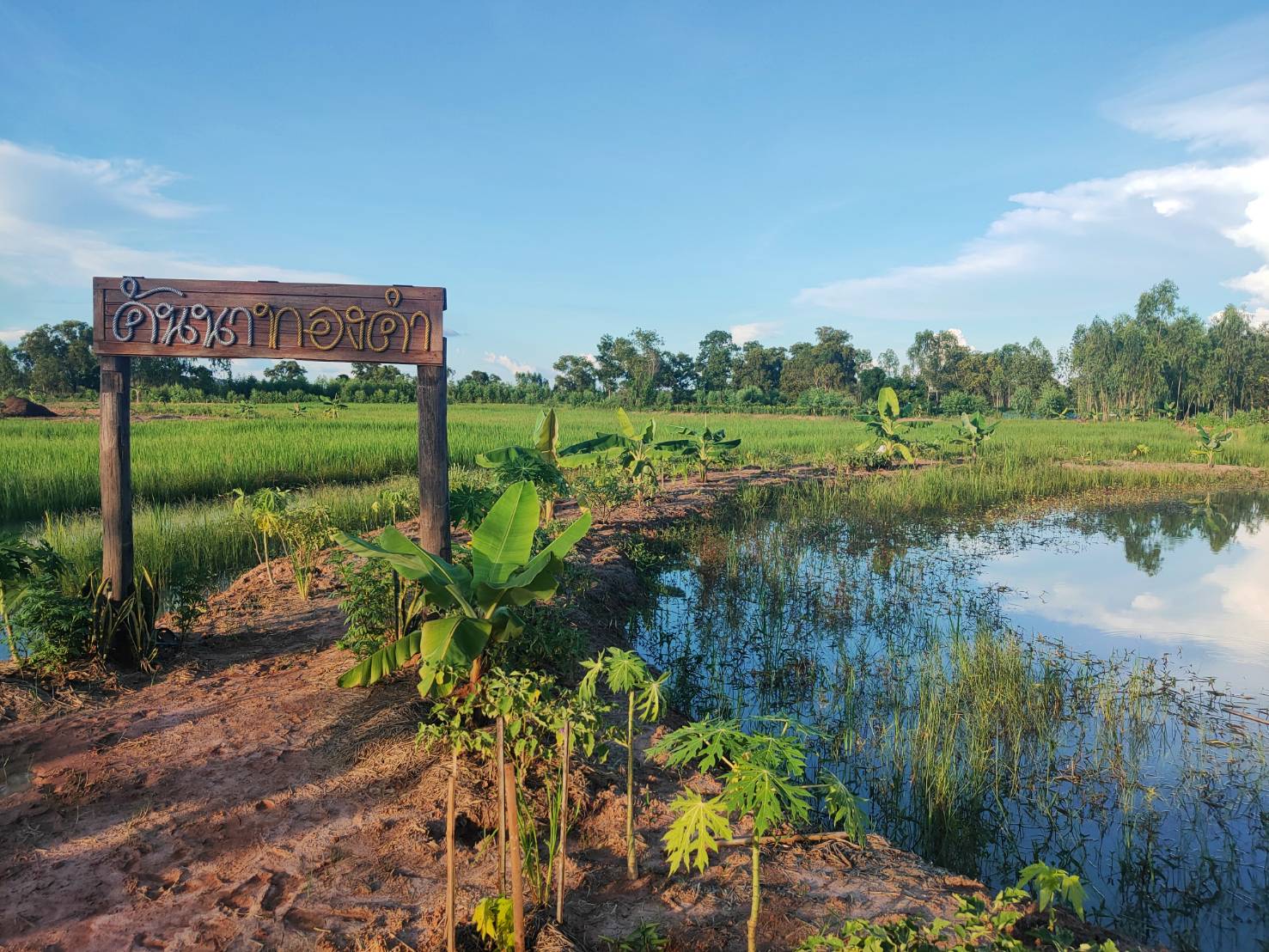 พช. ยโสธร พัฒนาการจังหวัดยโสธร ตรวจเยี่ยม ให้กำลังใจ เจ้าหน้าที่พัฒนาชุมชน ในการปฏิบัติงานโครงการพัฒนาพื้นที่ต้นแบบ ประยุกต์สู่ โคก หนอง นา โมเดล ในแปลง (Community Lab Model for quality of Life : CLM) พื้นที่อำเภอ มหาชนะชัย