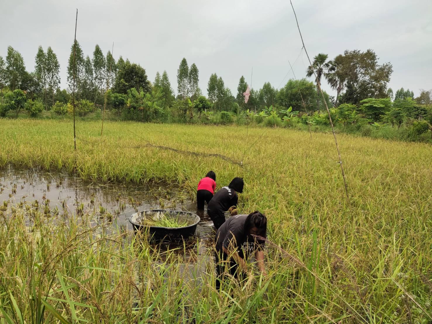 พช.ยโสธร  พัฒนาการจังหวัดยโสธร ตรวจเยี่ยมพื้นที่โครงการพัฒนาพื้นที่ต้นแบบการพัฒนาคุณภาพชีวิต ตามหลักทฤษฎีใหม่ประยุกต์สู่ “โคกหนองนา พช.”ครัวเรือนต้นแบบ HLM อำเภอกุดชุม จังหวัดยโสธร
