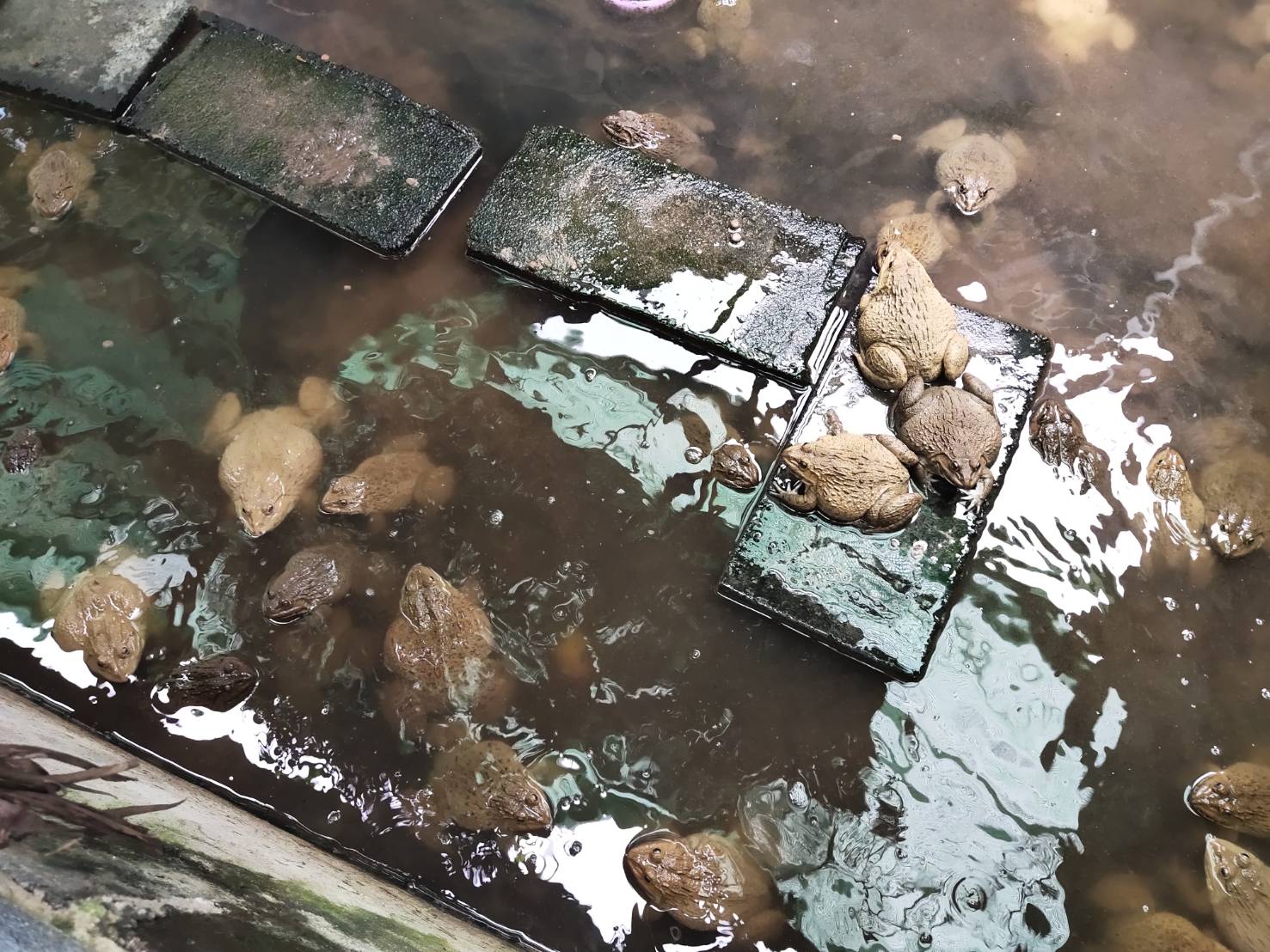 พช.ยโสธร  พัฒนาการจังหวัดยโสธร ตรวจเยี่ยมพื้นที่โครงการพัฒนาพื้นที่ต้นแบบการพัฒนาคุณภาพชีวิต ตามหลักทฤษฎีใหม่ประยุกต์สู่ “โคกหนองนา พช.”ครัวเรือนต้นแบบ HLM อำเภอกุดชุม จังหวัดยโสธร