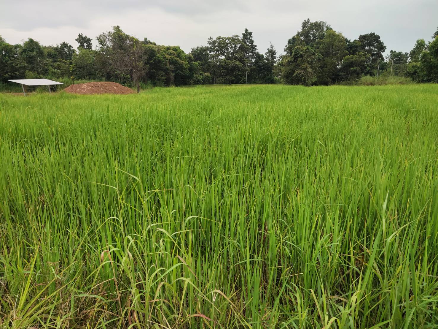 พช.ยโสธร  พัฒนาการจังหวัดยโสธร ตรวจเยี่ยมพื้นที่โครงการพัฒนาพื้นที่ต้นแบบการพัฒนาคุณภาพชีวิต ตามหลักทฤษฎีใหม่ประยุกต์สู่ “โคกหนองนา พช.”ครัวเรือนต้นแบบ HLM อำเภอกุดชุม จังหวัดยโสธร
