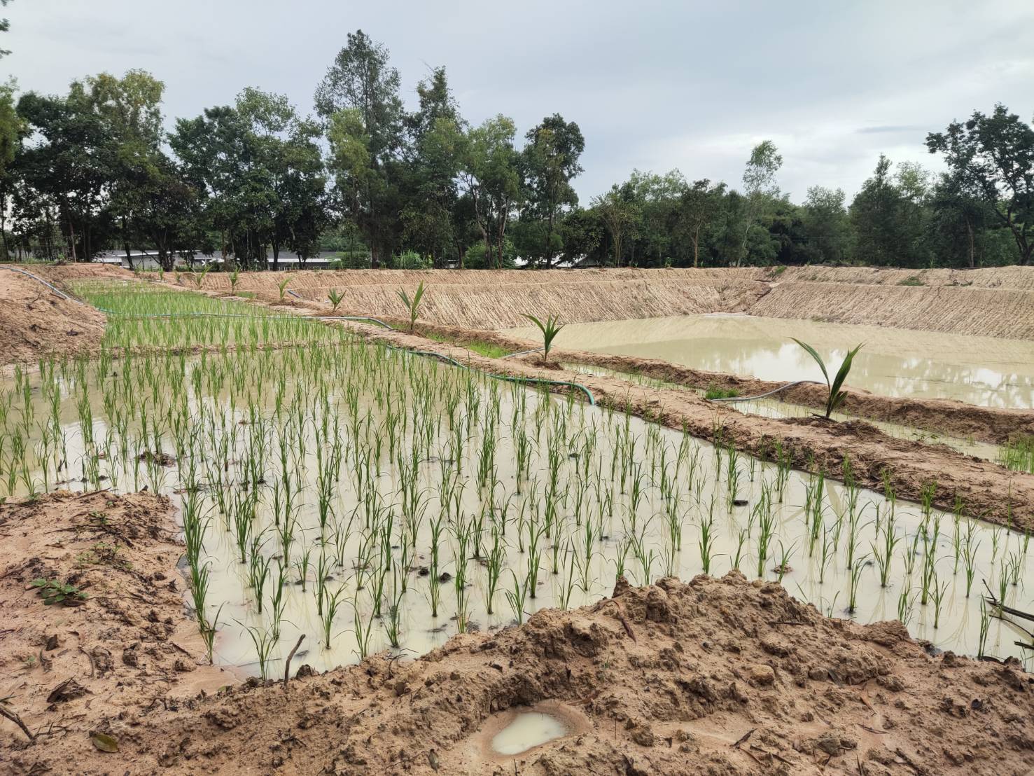 พช.ยโสธร   พัฒนาการจังหวัดยโสธร ร่วมต้อนรับอธิบดีกรมการพัฒนาชุมชน (นายสมคิด จันทมฤก )ลงพื้นที่ตรวจราชการ ศูนย์การเรียนรู้ต้นแบบ “โคก หนอง นา” ในการพัฒนาคุณภาพชีวิต บนพื้นฐานแห่งความพอเพียง ณ พื้นที่จังหวัดอุบลราชธานี