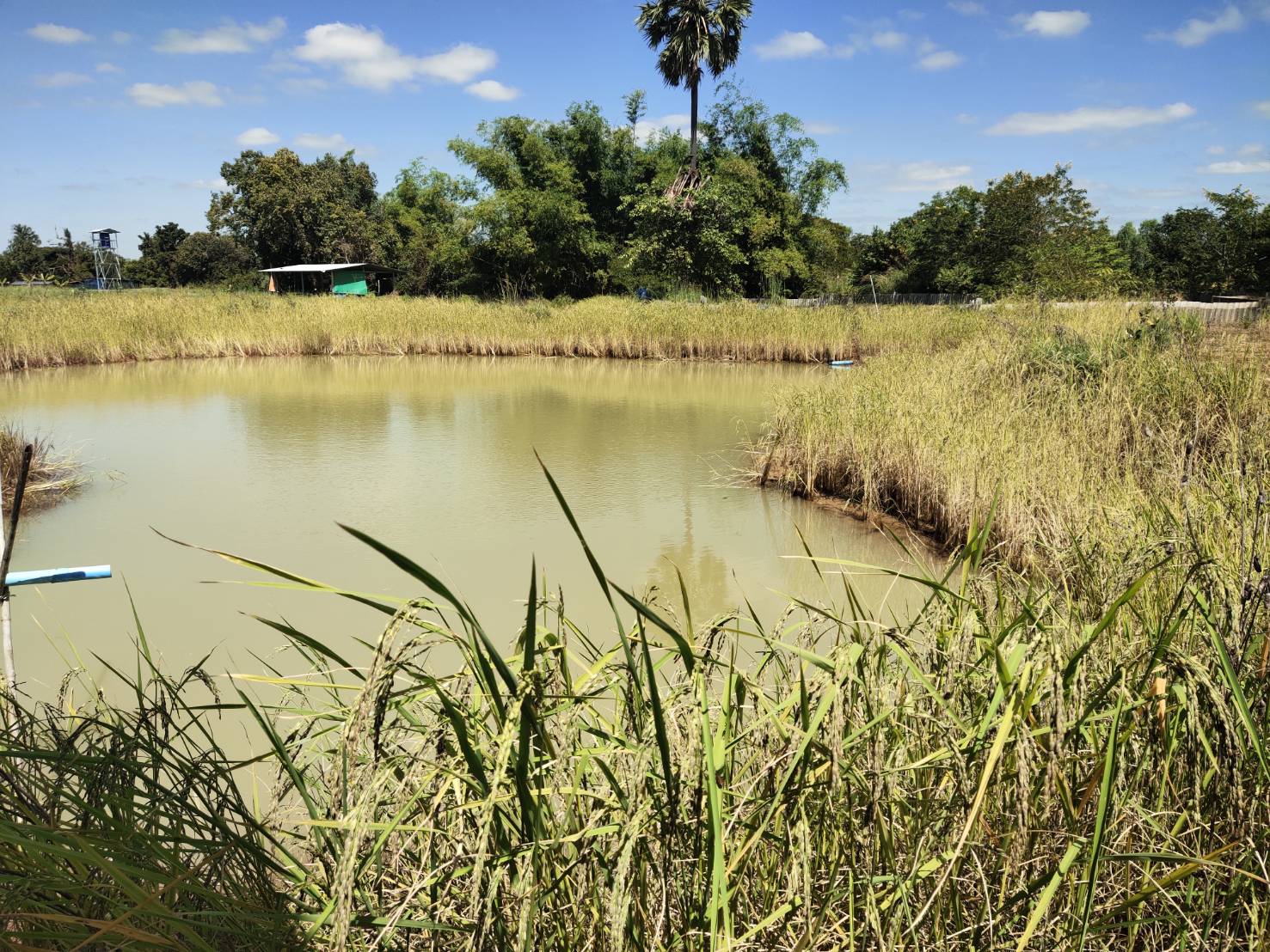 พช.ยโสธร  ลงพื้นที่เยี่ยมต้นแบบผลสำเร็จการพัฒนาคุณภาพชีวิตตามหลักทฤษฎีใหม่ประยุกต์สู่ “โคก หนอง นา ” เพื่อพลิกฟื้นความยั่งยืนสู่ชุมชน ??