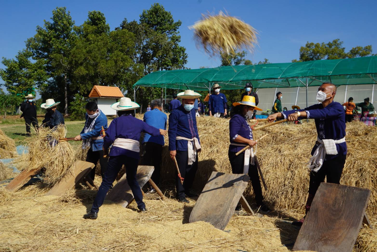 พช.ยโสธร ร่วมกิจกรรมลงแขกเกี่ยวข้าวแปลงนาอินทรีย์ ( ดำนาวันแม่ เก็บเกี่ยววันพ่อในโอกาสเฉลิมฉลอง 250 ปี ฮุ่งเฮืองเมืองยศ) ???