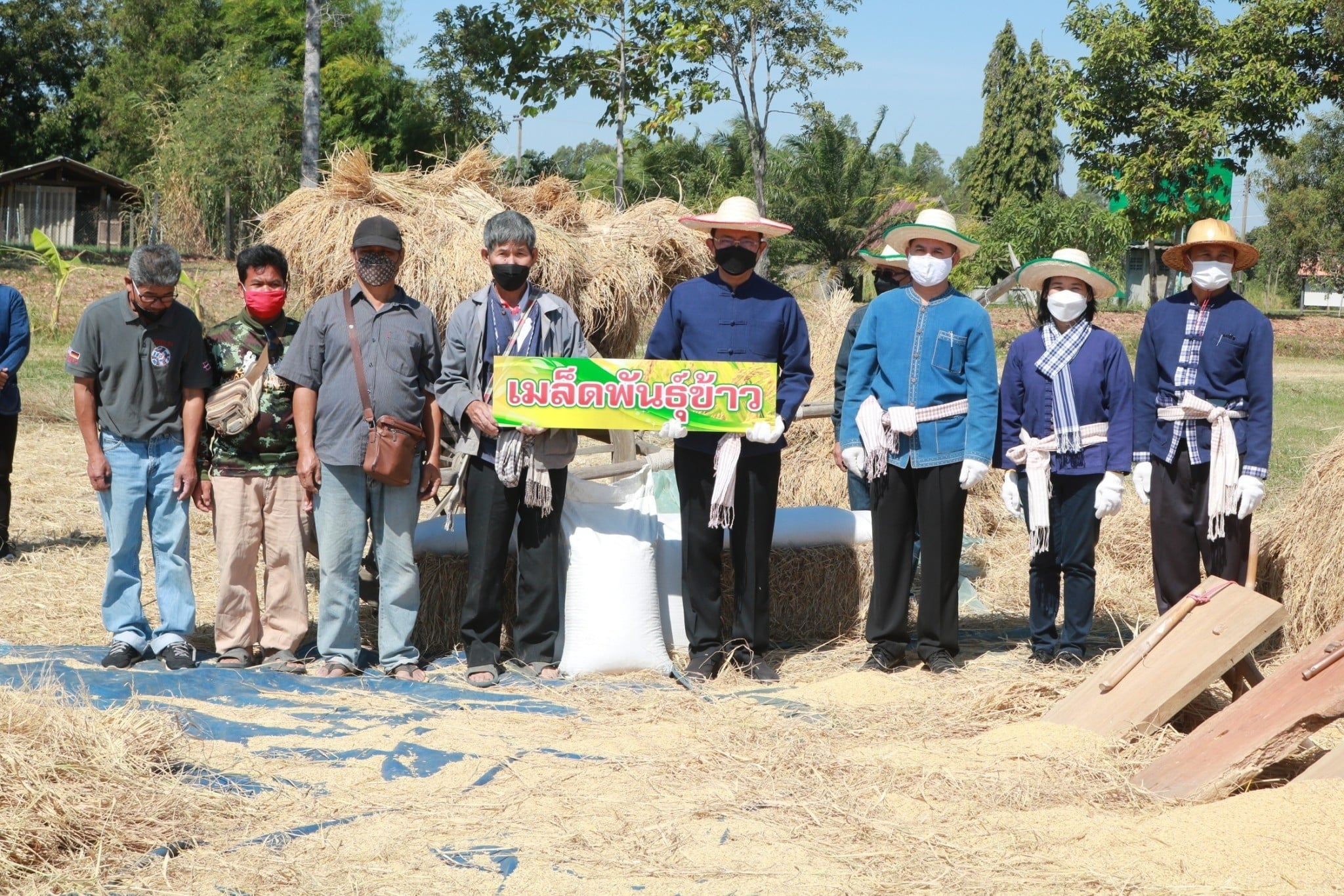 พช.ยโสธร ร่วมกิจกรรมลงแขกเกี่ยวข้าวแปลงนาอินทรีย์ ( ดำนาวันแม่ เก็บเกี่ยววันพ่อในโอกาสเฉลิมฉลอง 250 ปี ฮุ่งเฮืองเมืองยศ) ???