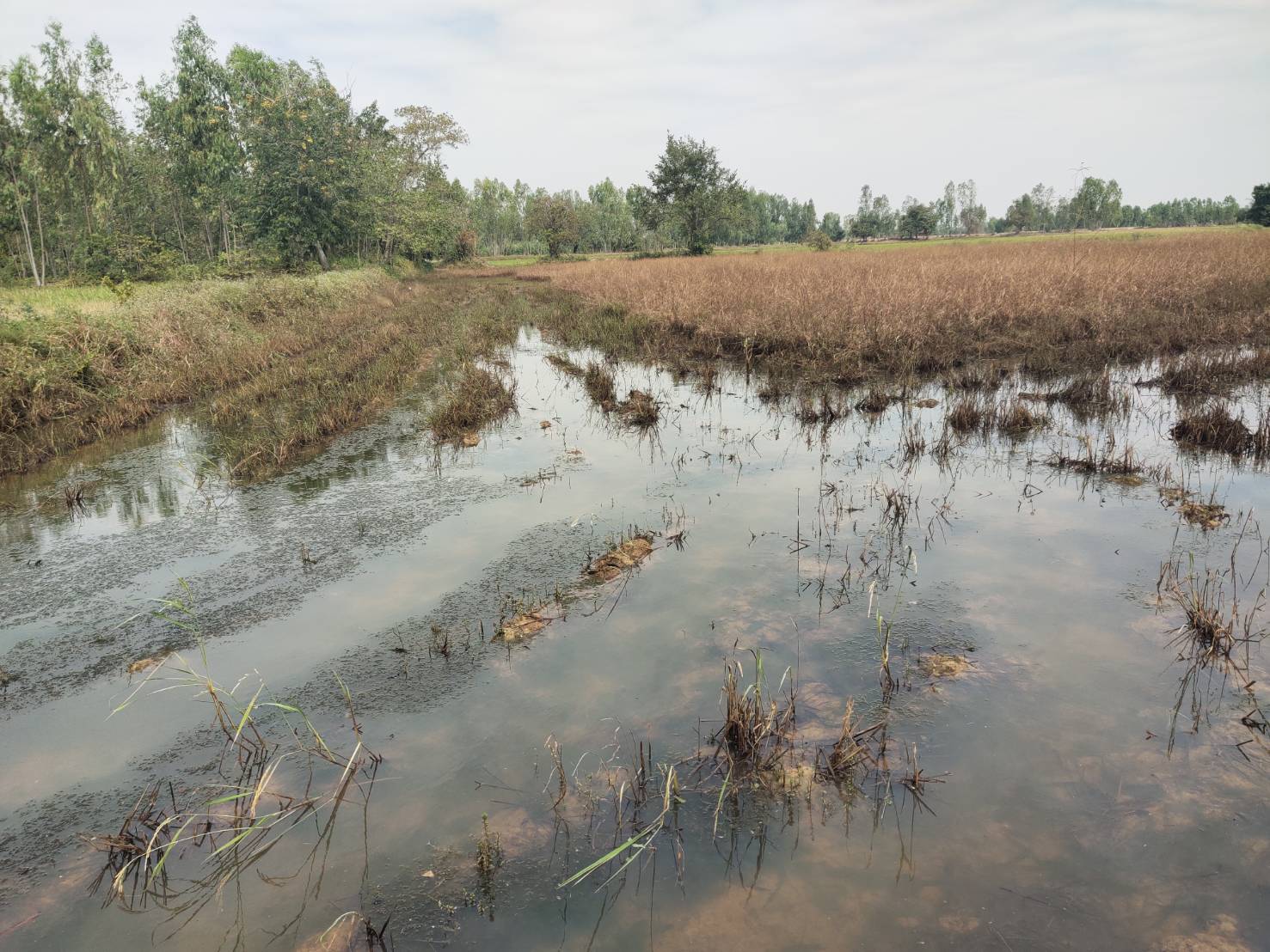 พช.ยโสธร ลงพื้นที่ติดตามสนับสนุนโครงการพัฒนาพื้นที่ต้นแบบการพัฒนาคุณภาพชีวิตตามหลักทฤษฎีใหม่ประยุกต์สู่ “โคก หนอง นา โมเดล.” ในพื้นที่แปลงน้ำท่วม อำเภอค้อวัง และ อำเภอเมืองยโสธร ? ?