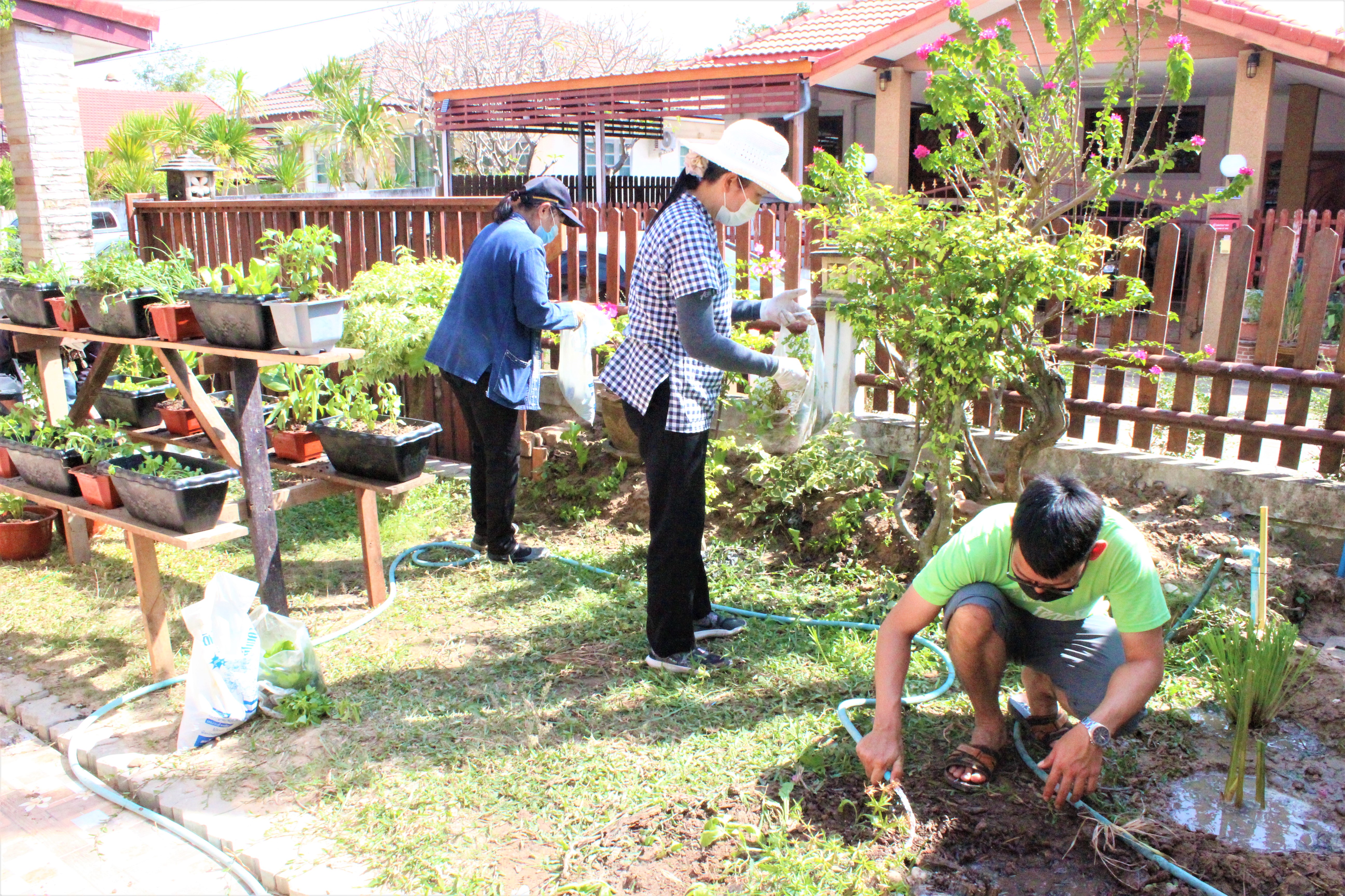 พช.ยโสธร ชวนพี่น้องปลูกผักสวนครัว – พืชสมุนไพรไทย ทางเลือกป้องกันโควิด-19 ???