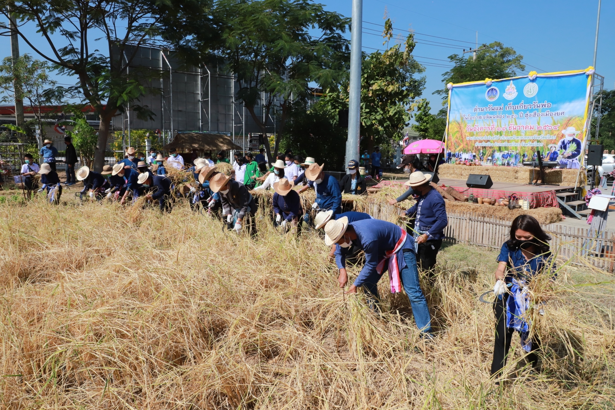 พช.ยโสธร ร่วมกิจกรรมลงแขกเกี่ยวข้าวแปลงนาอินทรีย์ (ดำนาวันแม่ เก็บเกี่ยววันพ่อ) ในโอกาสเฉลิมฉลอง 250 ปี ฮุกเฮืองเมืองยศ ???