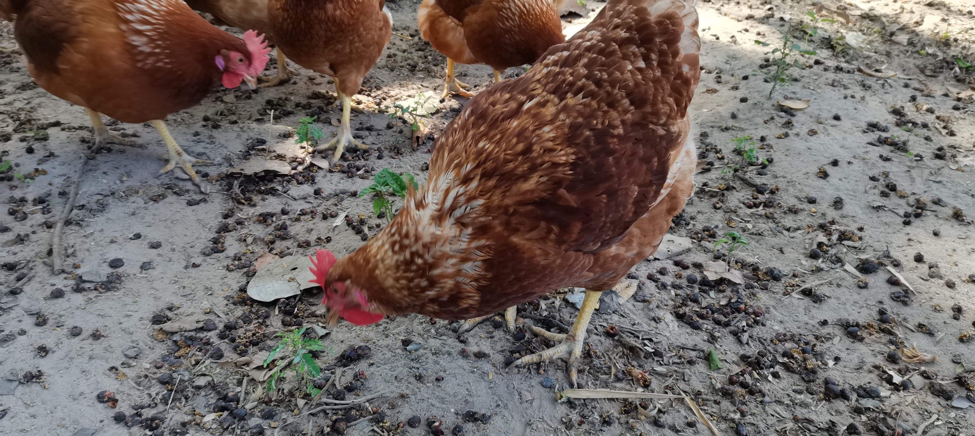 พช.ยโสธร เดินหน้าสร้างความเข้มแข็งหมู่บ้านกองทุนแม่ของแผ่นดินพร้อมหนุนเสริมสัมมาชีพชุมชนแก่เยาชนกลุ่มเสี่ยงและผู้ผ่านการบำบัด