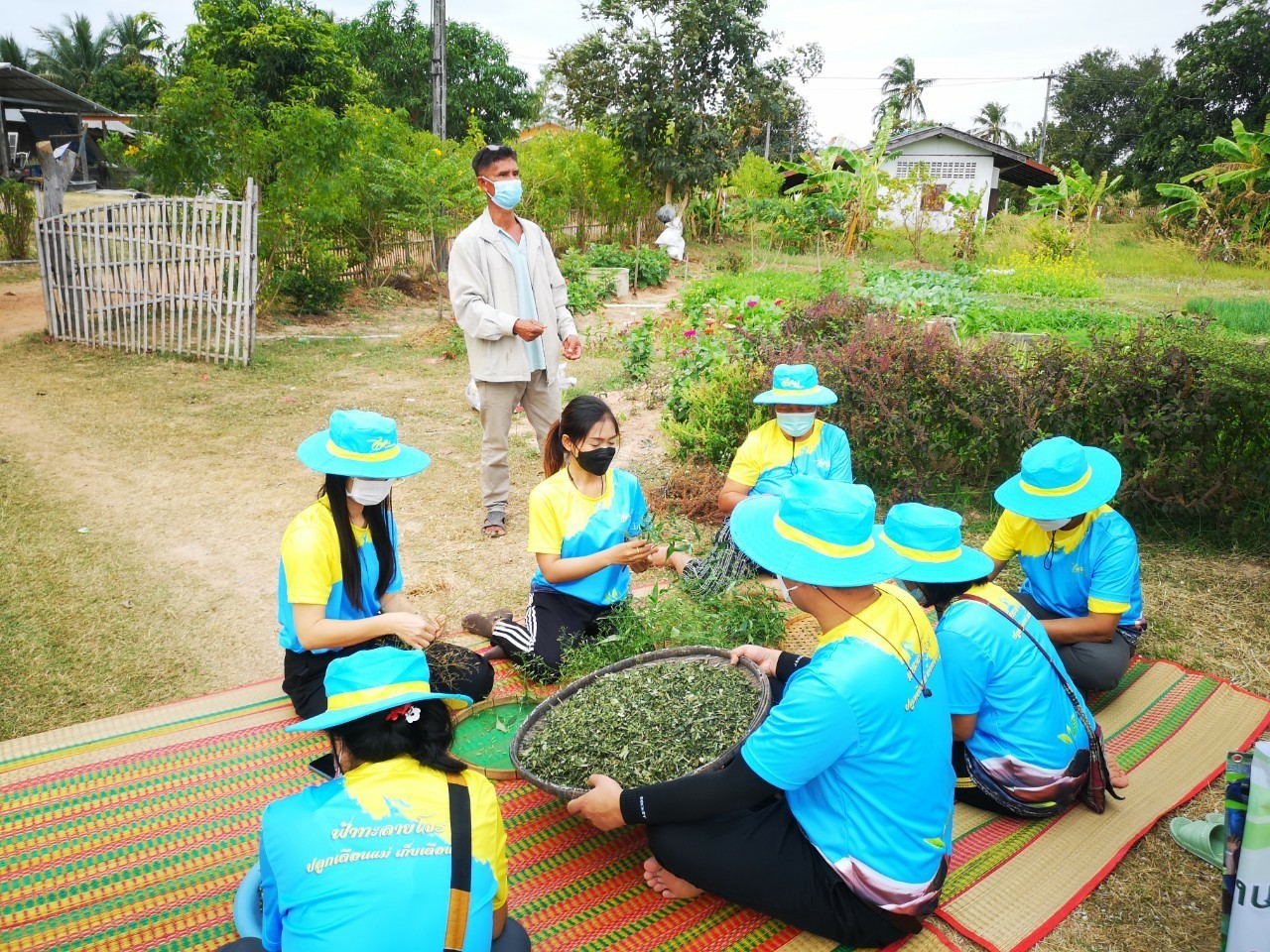พช.ยโสธร ร่วมกิจกรรมเก็บเกี่ยว “ฟ้าทะลายโจร ปลูกเดือนแม่ เก็บเดือนพ่อ”