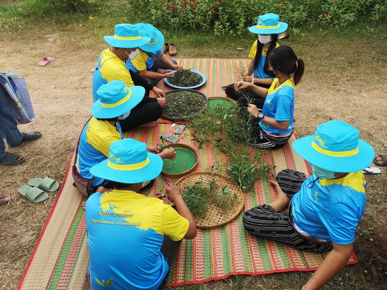 พช.ยโสธร ร่วมกิจกรรมเก็บเกี่ยว “ฟ้าทะลายโจร ปลูกเดือนแม่ เก็บเดือนพ่อ”