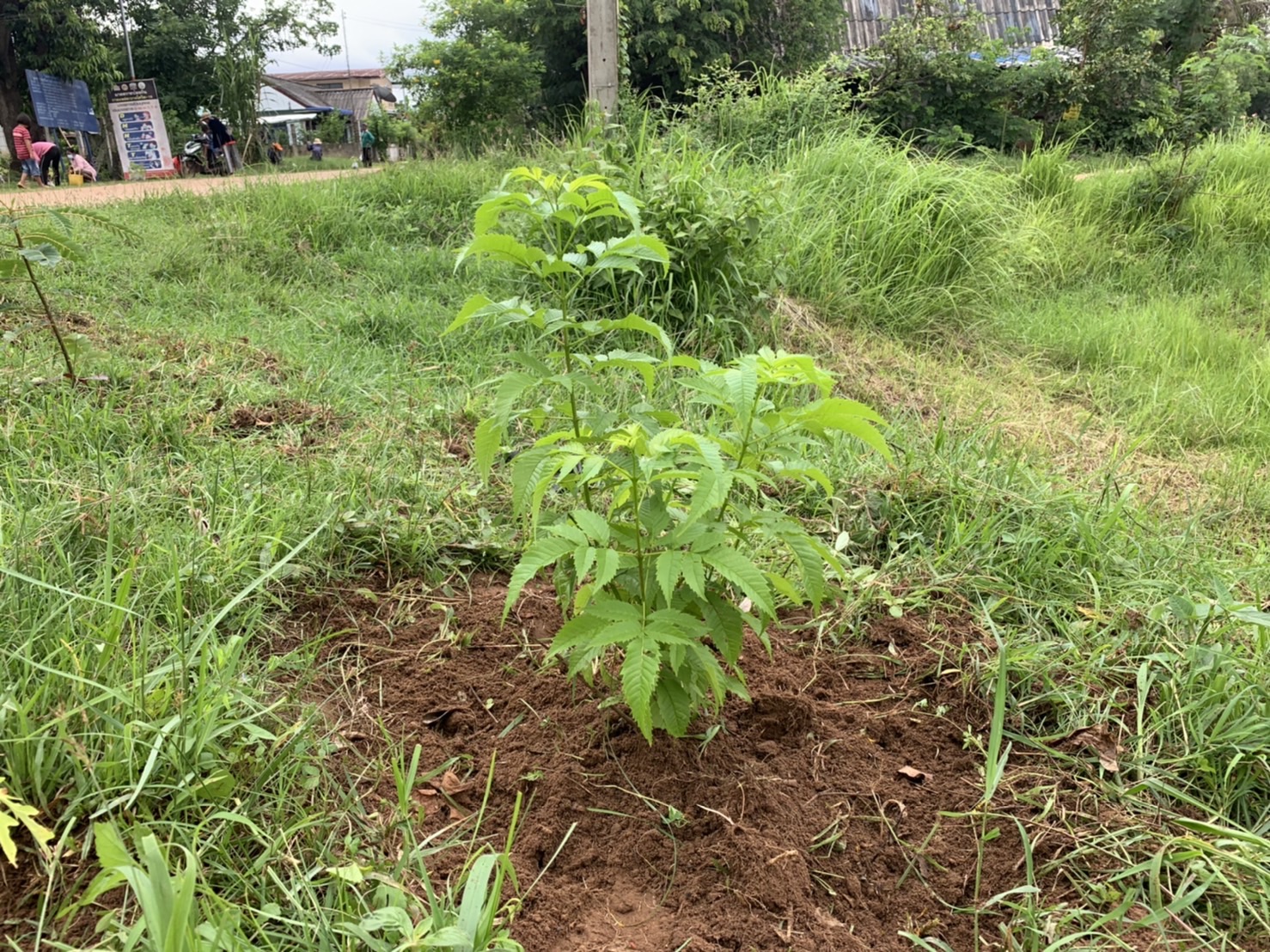 ??หมู่บ้านกองทุนแม่ของแผ่นดินต้นแบบด้านการป้องกันและแก้ไขปัญหายาเสพติด ประจำปี 3565 จังหวัดยโสธร ดำเนินกิจกรรมสร้างถนนกินได้และที่ว่างสร้างอาหาร