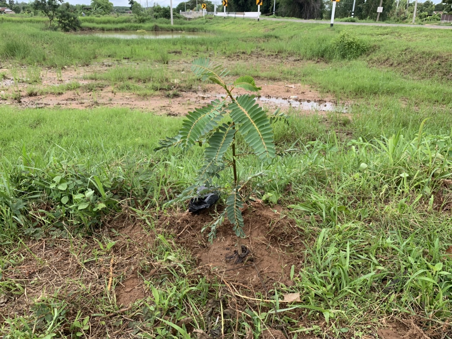 ??หมู่บ้านกองทุนแม่ของแผ่นดินต้นแบบด้านการป้องกันและแก้ไขปัญหายาเสพติด ประจำปี 3565 จังหวัดยโสธร ดำเนินกิจกรรมสร้างถนนกินได้และที่ว่างสร้างอาหาร