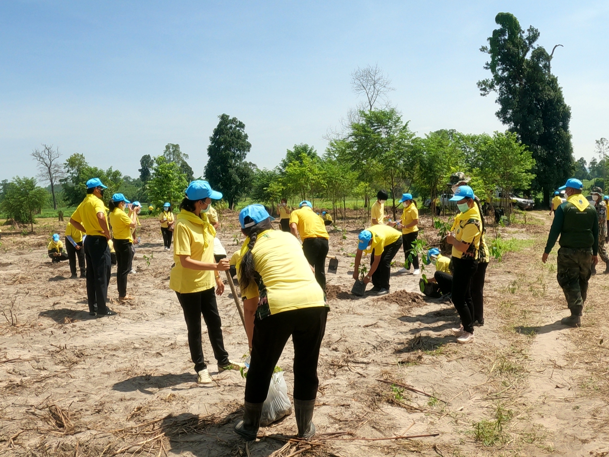 พช.ยโสธร ร่วมจิตอาสาพัฒนากิจกรรมปลูกป่าตามโครงการปลูกป่า ณ.บ้านหนองแคนน้อย ตำบลบุ่งค้า อำเภอเลิงนกทา จังหวัดยโสธร