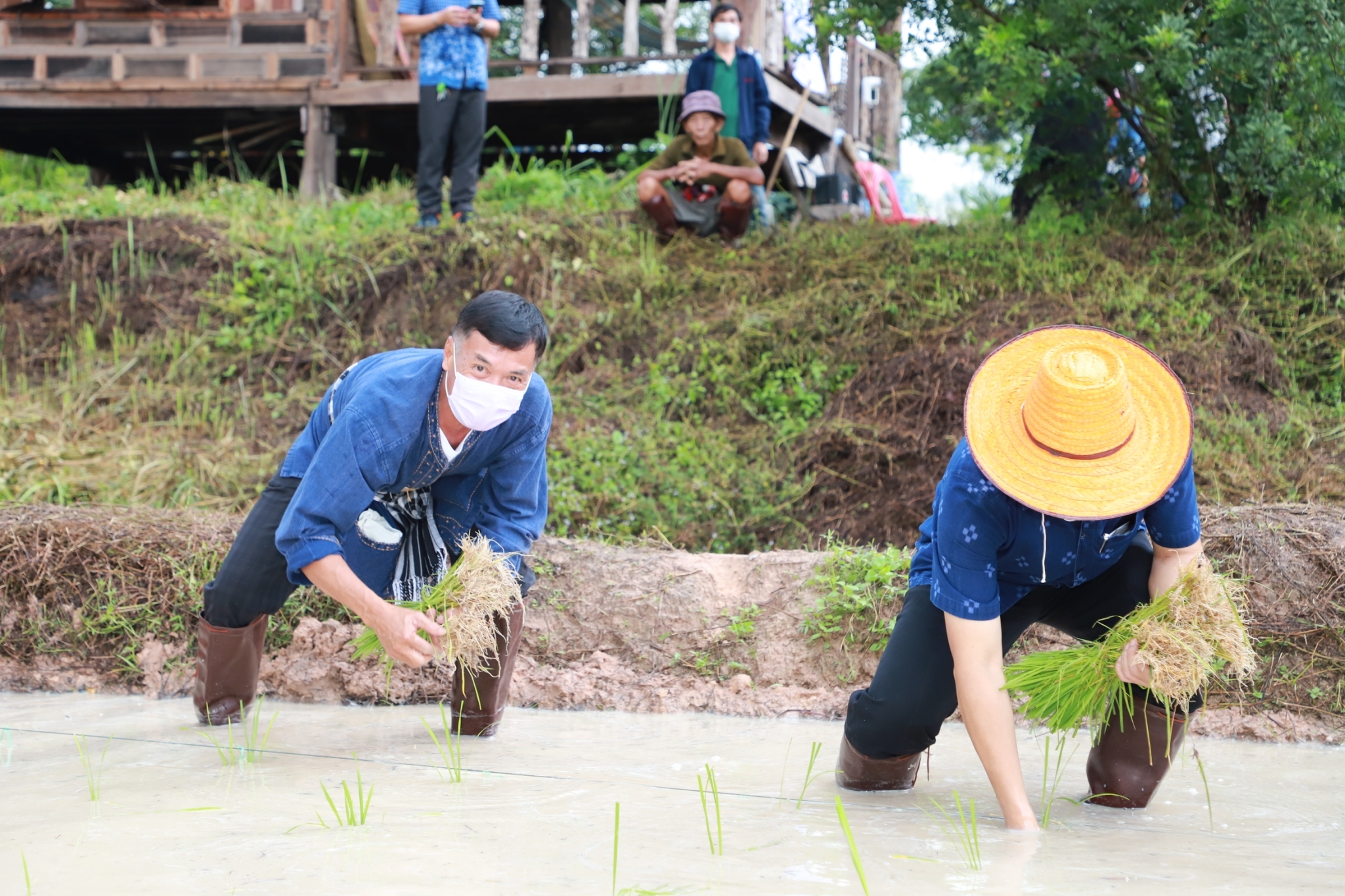 พช.ยโสธร   “ ร่วมลงขัน ชวนกันไปทำนา ” ปี 2565/66