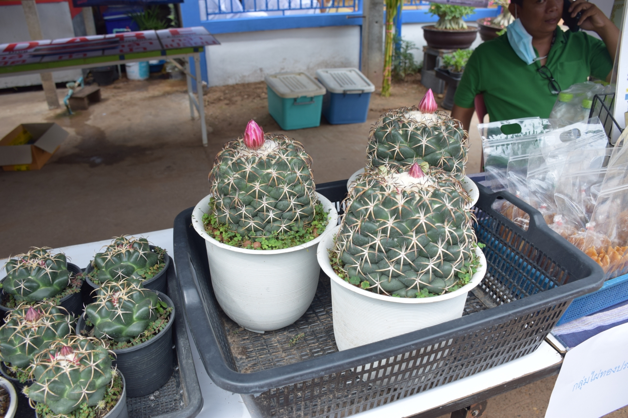 จังหวัดยโสธร…ส่งหมู่บ้านกองทุนแม่ของแผ่นดินบ้านสมสะอาด หมู่ที่ 12 ตำบลโคกสำราญ อำเภอเลิงนกทา เข้ารับการคัดเลือกตามโครงการประกวดหมู่บ้านกองทุนแม่ของแผ่นดินดีเด่น ระดับกรมการพัฒนาชุมชน (เขตตรวจราชการที่ 14)