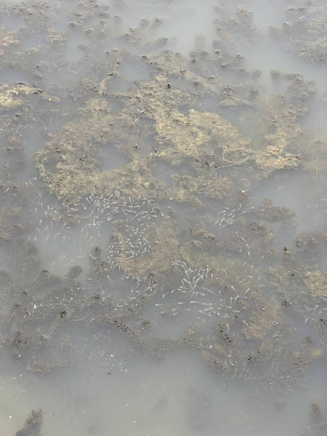 พช.ยโสธร ร่วมปล่อยพันธุ์สัตว์น้ำ 300,000.ตัว เฉลิมพระเกียรติ เนื่องในโอกาสวันเฉลิมพระชนมพรรษา พระบาทสมเด็จพระเจ้าอยู่หัว 28 กรกฎาคม 2565 ที่บริเวณลำทวน แหล่งท่องเที่ยววิมานพญาแถน อ.เมืองยโสธร 