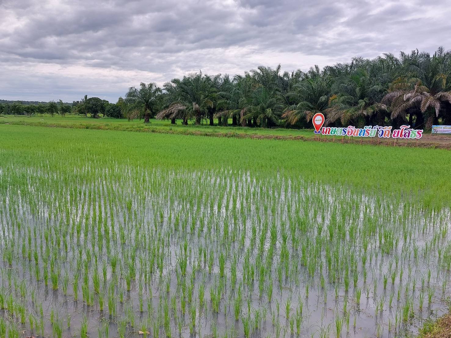 พช.ยโสธร  ร่วมกิจกรรม “ดำนาวันแม่ เก็บเกี่ยววันพ่อ ในโอกาสเฉลิมฉลอง สะออน 50 ปี ศรียโสธร” ครั้งที่ 3/2565