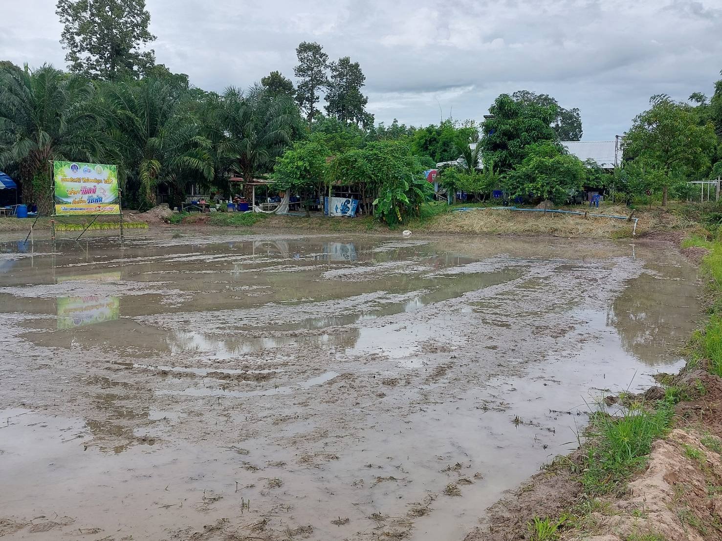 พช.ยโสธร  ร่วมกิจกรรม “ดำนาวันแม่ เก็บเกี่ยววันพ่อ ในโอกาสเฉลิมฉลอง สะออน 50 ปี ศรียโสธร” ครั้งที่ 3/2565