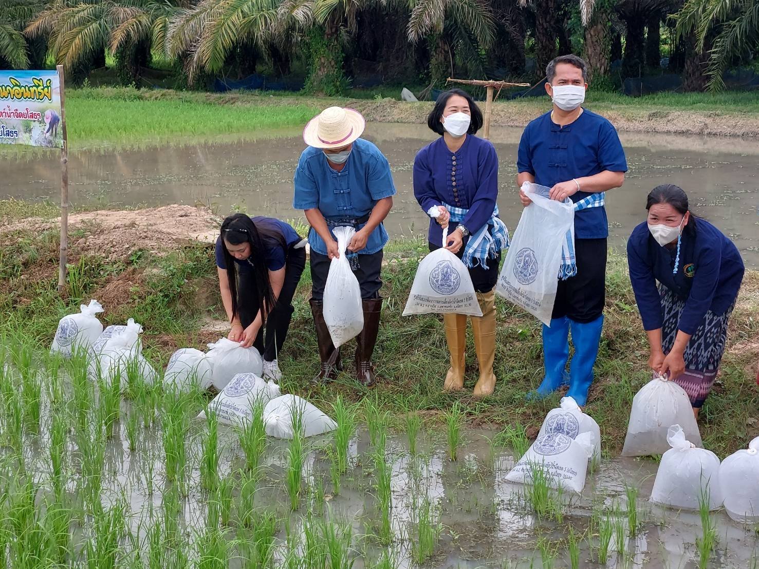 พช.ยโสธร  ร่วมกิจกรรม “ดำนาวันแม่ เก็บเกี่ยววันพ่อ ในโอกาสเฉลิมฉลอง สะออน 50 ปี ศรียโสธร” ครั้งที่ 3/2565