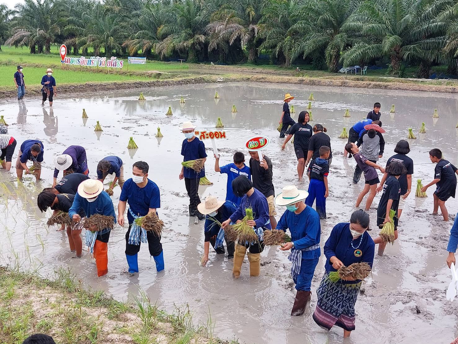 พช.ยโสธร  ร่วมกิจกรรม “ดำนาวันแม่ เก็บเกี่ยววันพ่อ ในโอกาสเฉลิมฉลอง สะออน 50 ปี ศรียโสธร” ครั้งที่ 3/2565