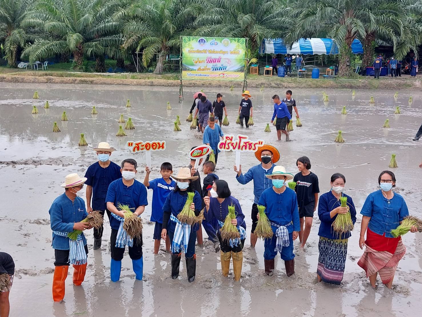 พช.ยโสธร  ร่วมกิจกรรม “ดำนาวันแม่ เก็บเกี่ยววันพ่อ ในโอกาสเฉลิมฉลอง สะออน 50 ปี ศรียโสธร” ครั้งที่ 3/2565