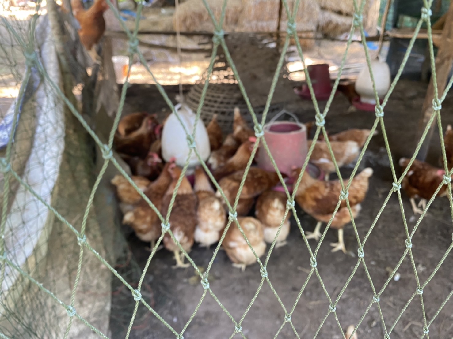 พช.ยโสธร…ติดตามและเยี่ยมให้กำลังใจแก่เยาวชนกลุ่มเสี่ยงและผู้ผ่านการบำบัดฯ…กิจกรรมสนับสนุนกิจกรรมศูนย์เรียนรู้ต้นแบบหนุนเสริมสัมมาชีพชุมชนแก่เยาวชนกลุ่มเสี่ยงและผู้ผ่านการบำบัดฯ โครงการส่งเสริมและพัฒนาหมู่บ้านกองทุนแม่ของแผ่นดิน ประจำปี 2565