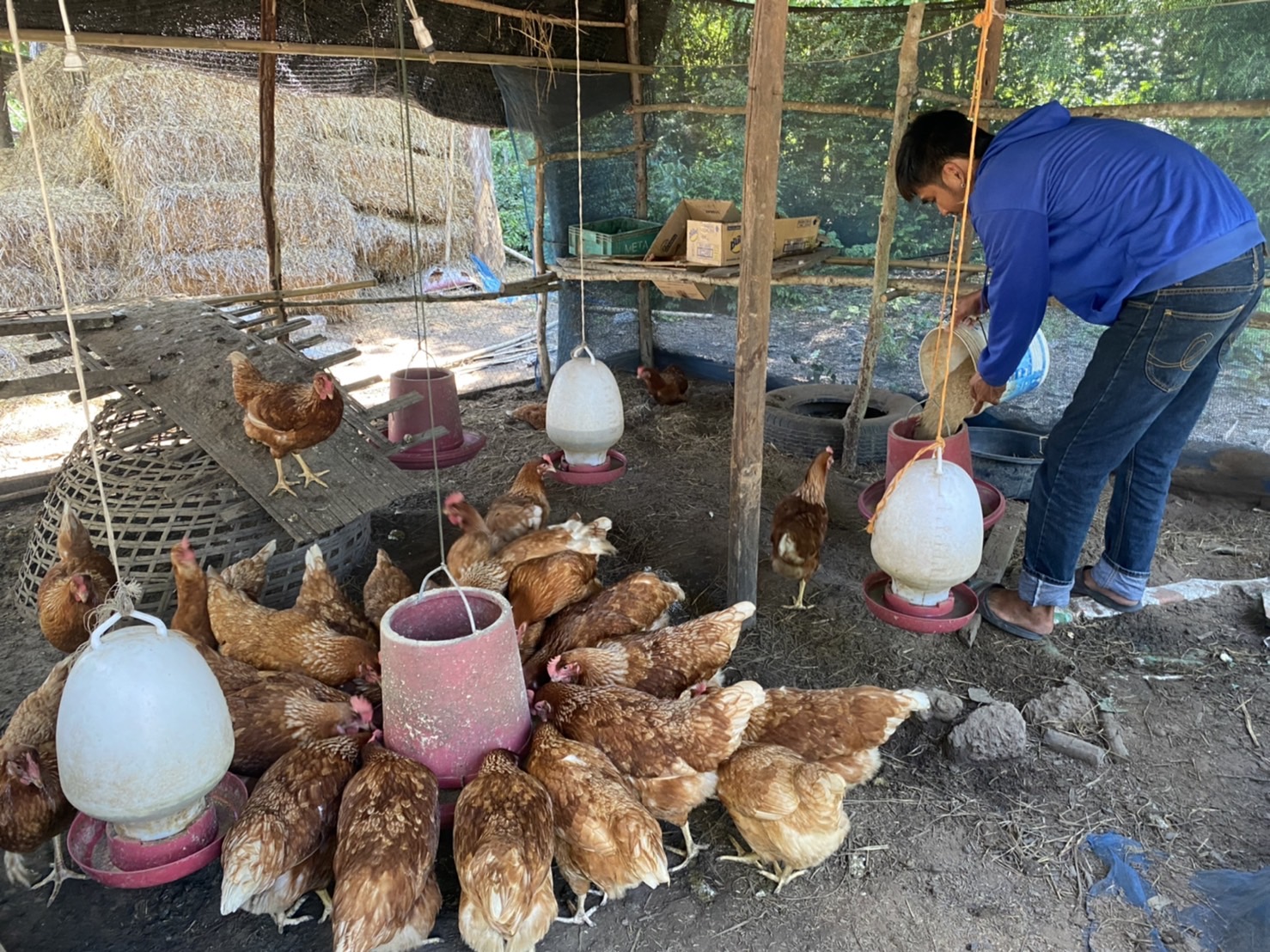 พช.ยโสธร…ติดตามและเยี่ยมให้กำลังใจแก่เยาวชนกลุ่มเสี่ยงและผู้ผ่านการบำบัดฯ…กิจกรรมสนับสนุนกิจกรรมศูนย์เรียนรู้ต้นแบบหนุนเสริมสัมมาชีพชุมชนแก่เยาวชนกลุ่มเสี่ยงและผู้ผ่านการบำบัดฯ โครงการส่งเสริมและพัฒนาหมู่บ้านกองทุนแม่ของแผ่นดิน ประจำปี 2565