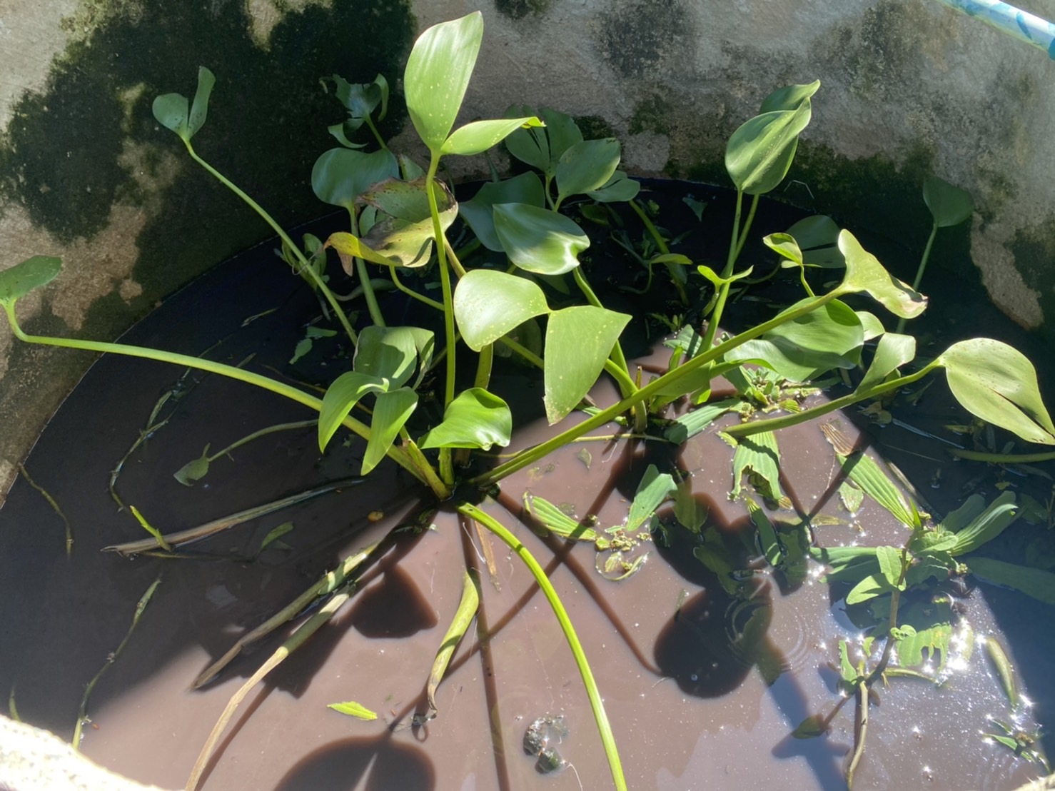 พช.ยโสธร…ติดตามและเยี่ยมให้กำลังใจแก่เยาวชนกลุ่มเสี่ยงและผู้ผ่านการบำบัดฯ…กิจกรรมสนับสนุนกิจกรรมศูนย์เรียนรู้ต้นแบบหนุนเสริมสัมมาชีพชุมชนแก่เยาวชนกลุ่มเสี่ยงและผู้ผ่านการบำบัดฯ โครงการส่งเสริมและพัฒนาหมู่บ้านกองทุนแม่ของแผ่นดิน ประจำปี 2565