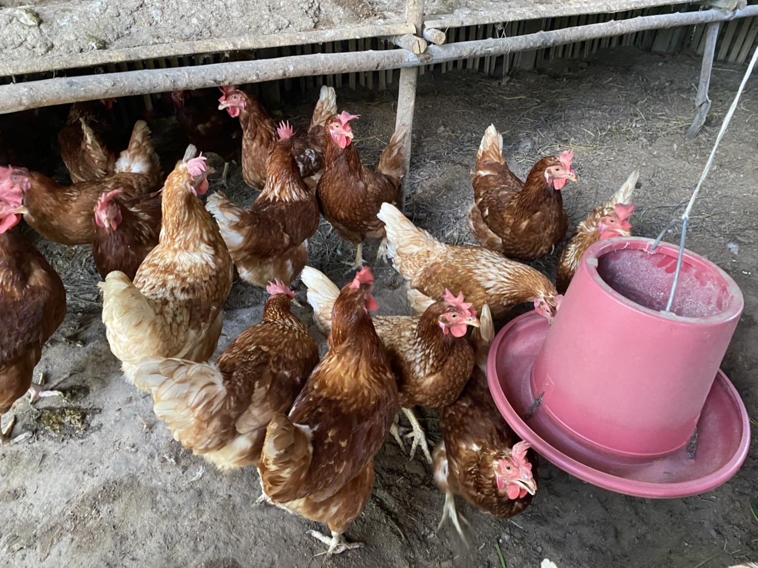 พช.ยโสธร…ติดตามและเยี่ยมให้กำลังใจแก่เยาวชนกลุ่มเสี่ยงและผู้ผ่านการบำบัดฯ…กิจกรรมสนับสนุนกิจกรรมศูนย์เรียนรู้ต้นแบบหนุนเสริมสัมมาชีพชุมชนแก่เยาวชนกลุ่มเสี่ยงและผู้ผ่านการบำบัดฯ โครงการส่งเสริมและพัฒนาหมู่บ้านกองทุนแม่ของแผ่นดิน ประจำปี 2565