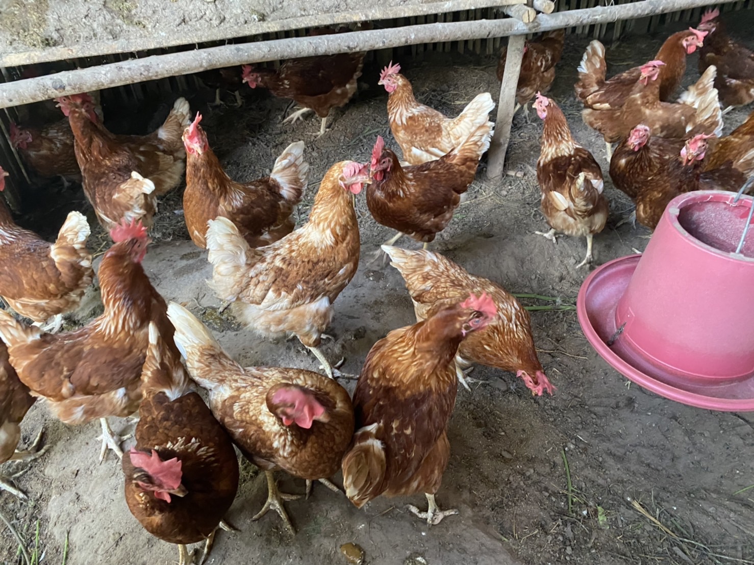 พช.ยโสธร…ติดตามและเยี่ยมให้กำลังใจแก่เยาวชนกลุ่มเสี่ยงและผู้ผ่านการบำบัดฯ…กิจกรรมสนับสนุนกิจกรรมศูนย์เรียนรู้ต้นแบบหนุนเสริมสัมมาชีพชุมชนแก่เยาวชนกลุ่มเสี่ยงและผู้ผ่านการบำบัดฯ โครงการส่งเสริมและพัฒนาหมู่บ้านกองทุนแม่ของแผ่นดิน ประจำปี 2565