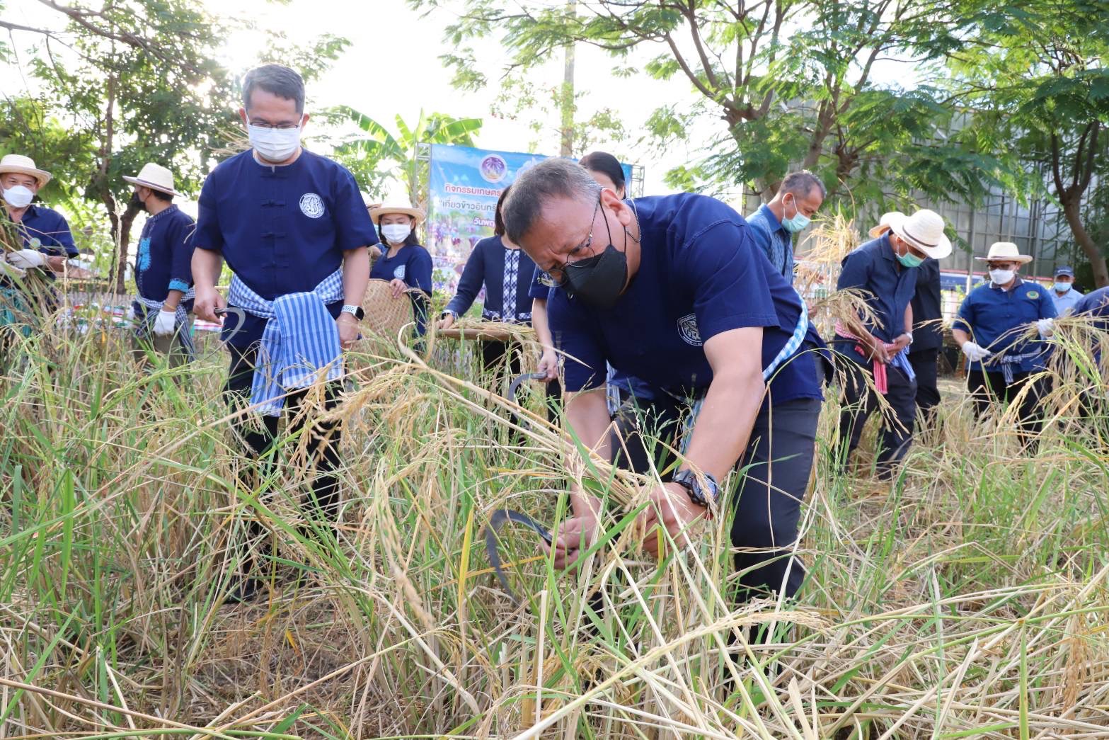 ?พช.ยโสธร ร่วมกิจกรรมเกษตรอินทรีย์วิธียโสธรสัญจร 2566 เกี่ยวข้าวอินทรีย์ สะออน 50 ปี ศรียโสธร ครั้งที่ 3 และกิจกรรมวันดินโลก