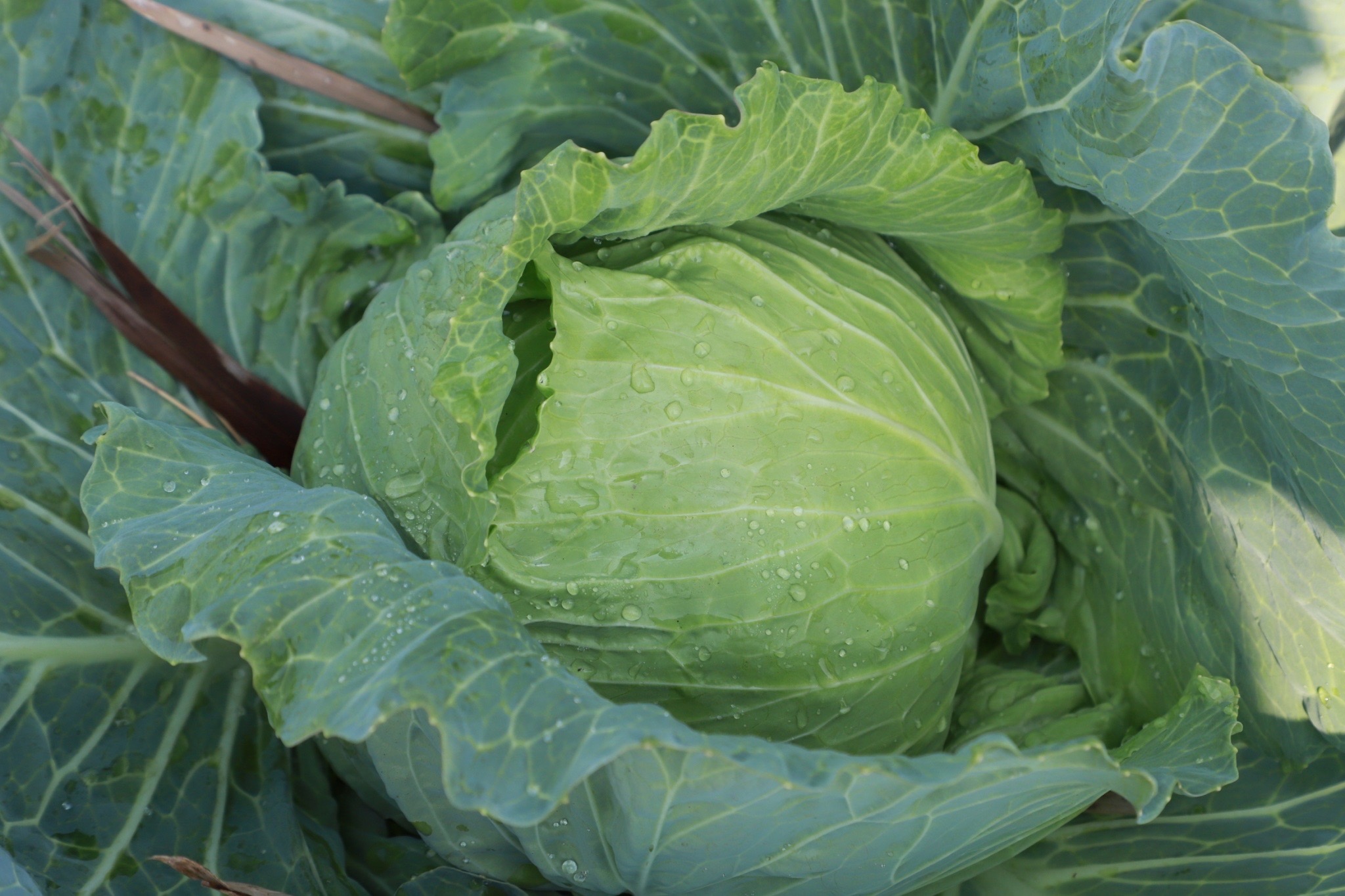 ?ประธานแม่บ้านมหาดไทย ยโสธร ขับเคลื่อนการน้อมนำแนวพระราชดำริของสมเด็จพระกนิษฐาธิราชเจ้า กรมสมเด็จพระเทพรัตนราชสุดาฯ สยามบรมราชกุมารี สู่ปฏิบัติการปลูกผักสวนครัว เพื่อสร้างความมั่นคงทางอาหาร “บ้านนี้มีรัก ปลูกผักกินเอง” และการขยายผลโครงการ “ทางนี้มีผล ผู้คนรักกัน”และโครงการส่งเสริมการใช้ผ้าไทย น้อมนำแนวพระราชดำริ สมเด็จพระเจ้าลูกเธอ เจ้าฟ้าสิริวัณณวรีนารีรัตนราชกัญญา “ผ้าไทยใส่ให้สนุก”