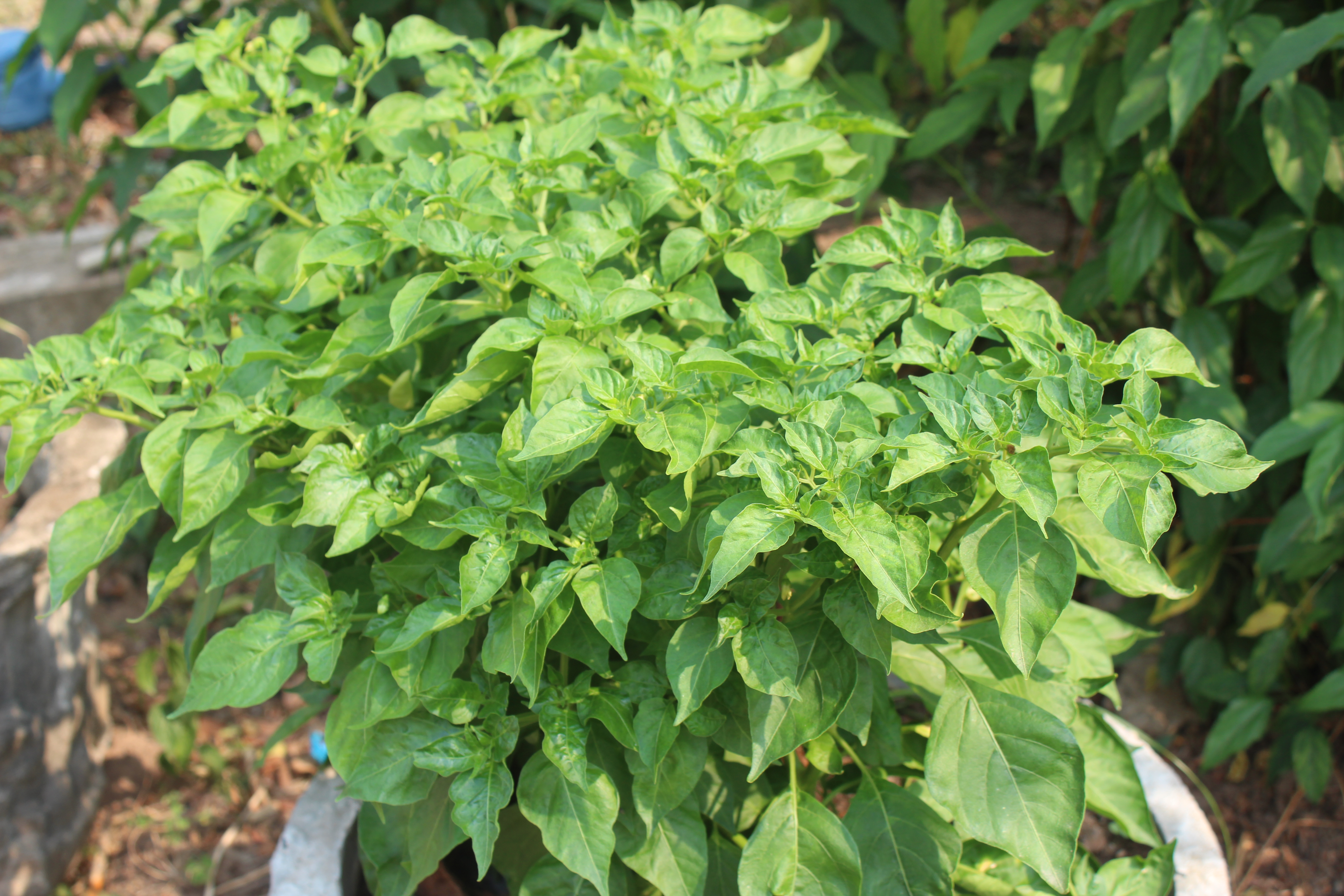 ผู้ตรวจราชการกรมการพัฒนาชุมชน ติดตามตรวจราชการในพื้นที่จังหวัดยโสธร ประจำเดือนเมษายน 2566