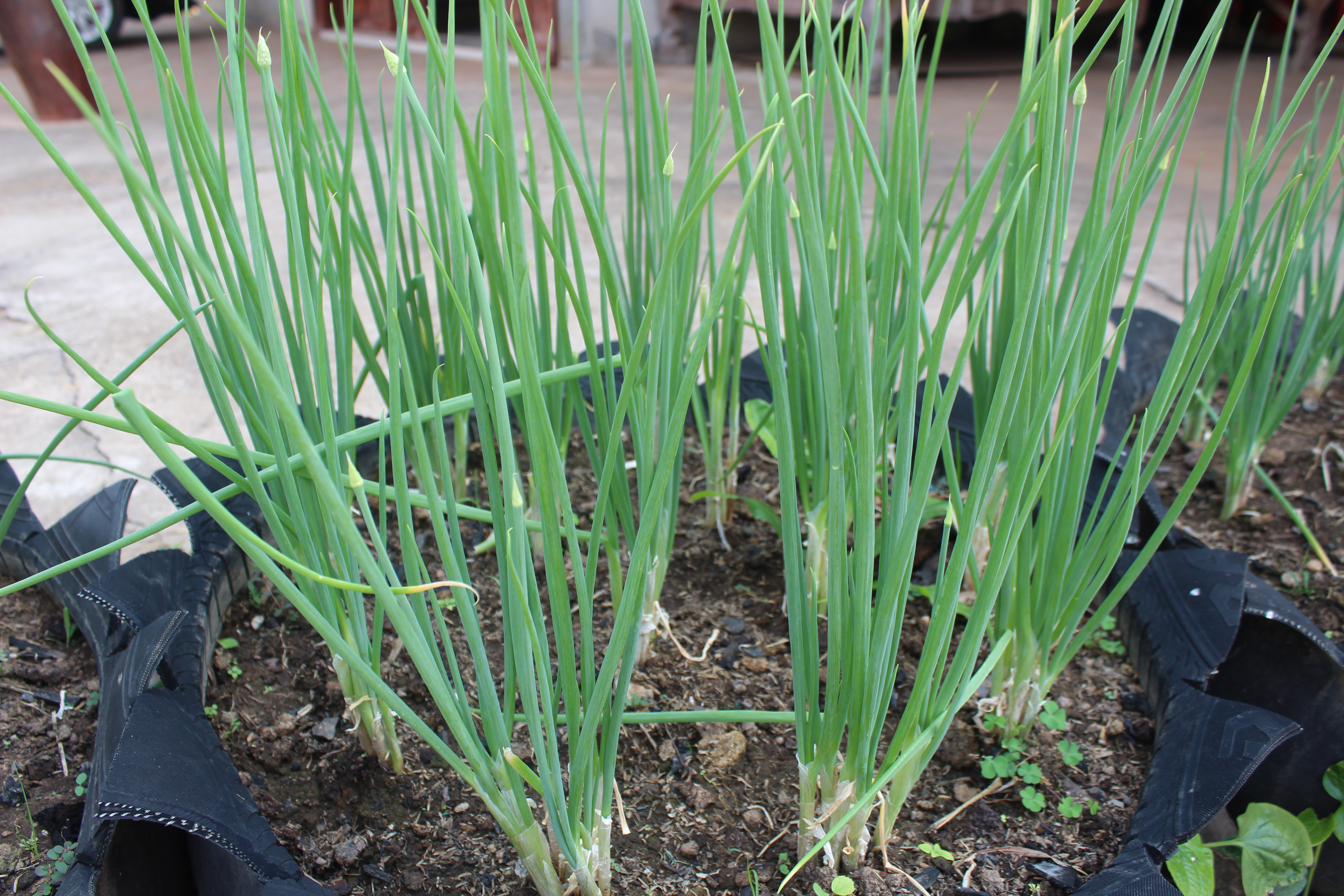 ผู้ตรวจราชการกรมการพัฒนาชุมชน ติดตามตรวจราชการในพื้นที่จังหวัดยโสธร ประจำเดือนเมษายน 2566