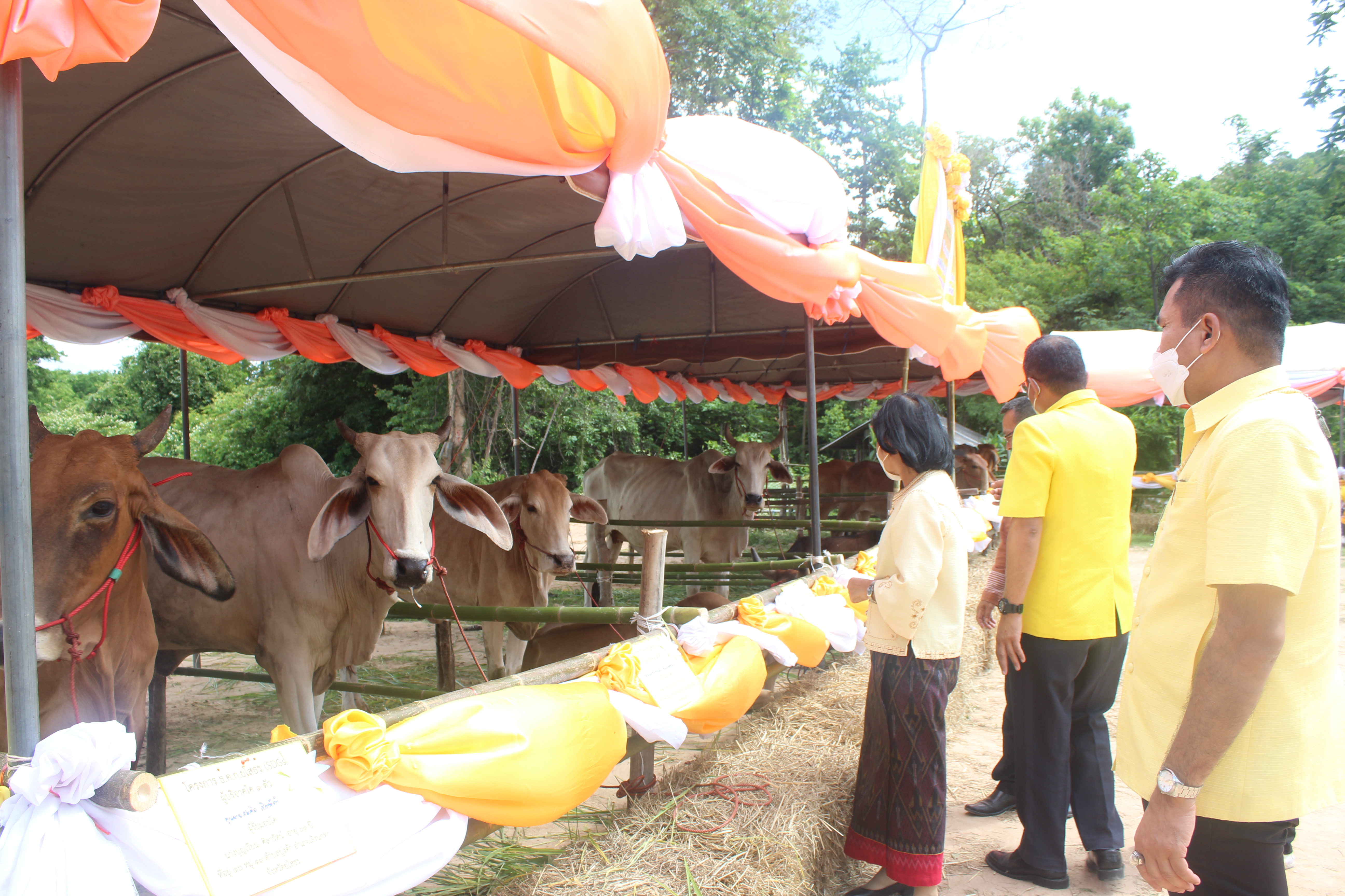 จังหวัดยโสธร มอบโค-กระบือ เพื่อช่วยเหลือประชาชนผู้ยากจนในพื้นที่ จังหวัดยโสธรภายใต้การดำเนินงานศูนย์อำนวยการขจัดความยากจนและพัฒนาคนทุกช่วง วัยอย่างยั่งยืนตามหลักปรัชญาของเศรษฐกิจพอเพียง จังหวัดยโสธร